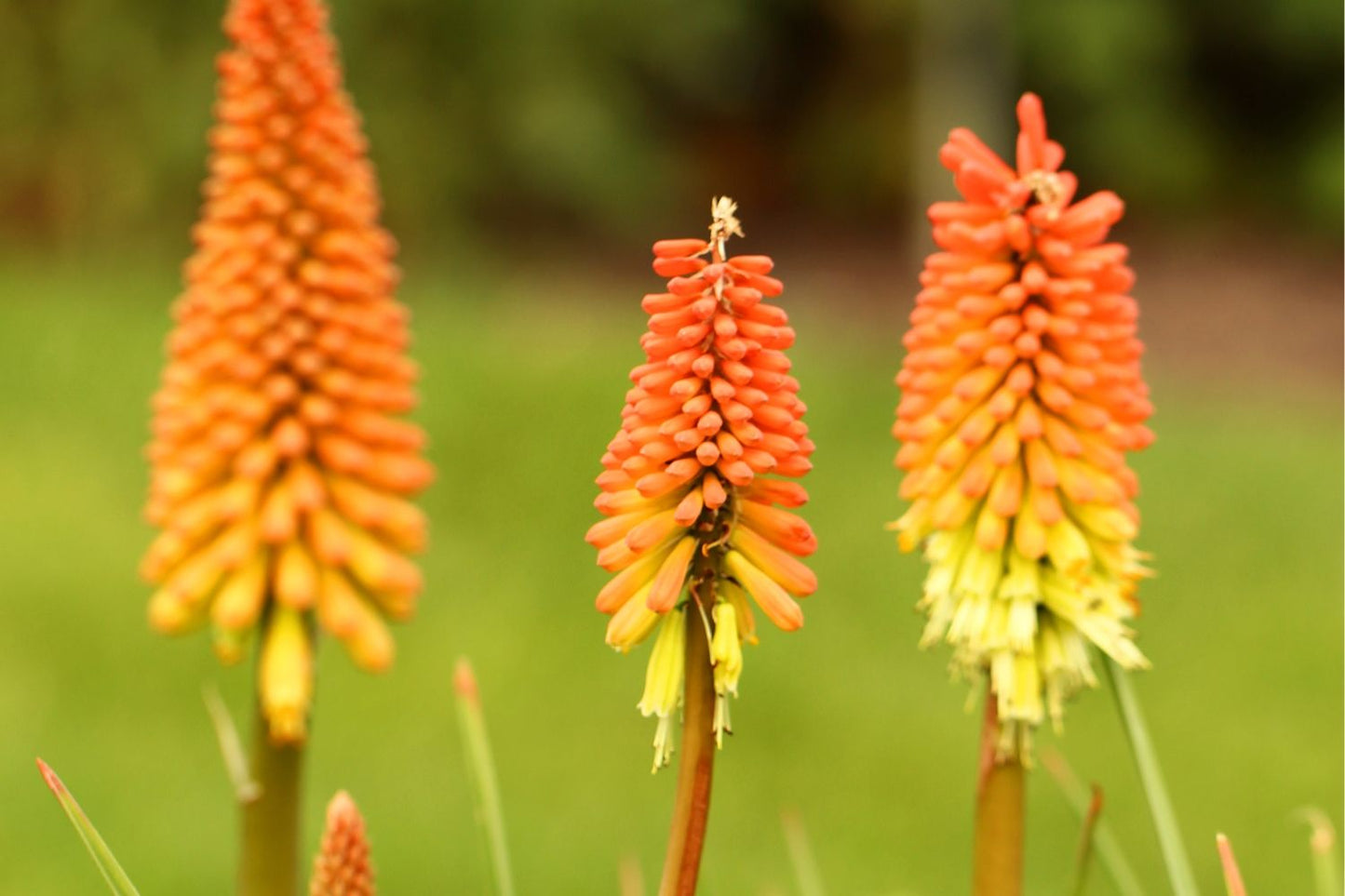 Kniphofia 'First Sunrise' Fackellilie