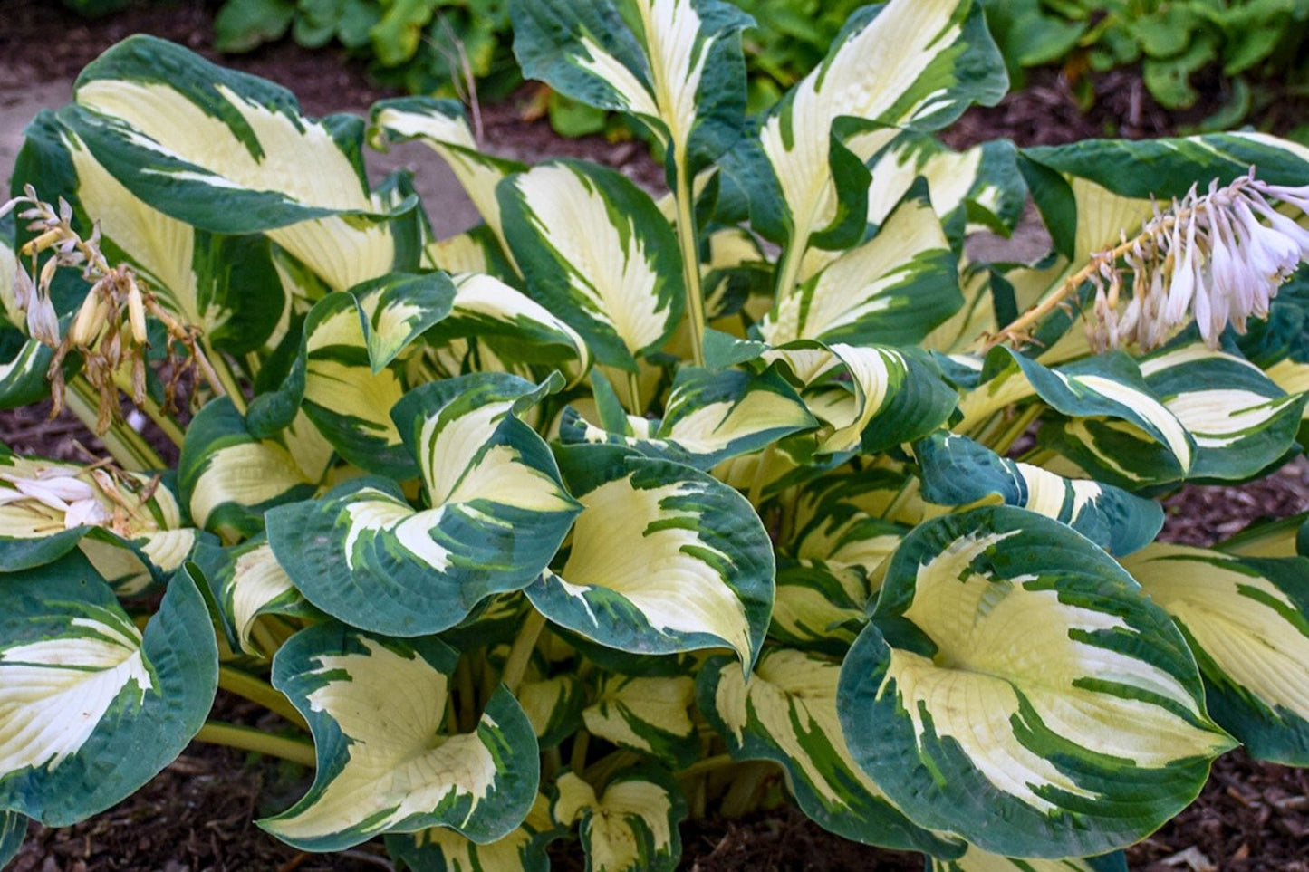 Hosta 'Hans' (Funkie)