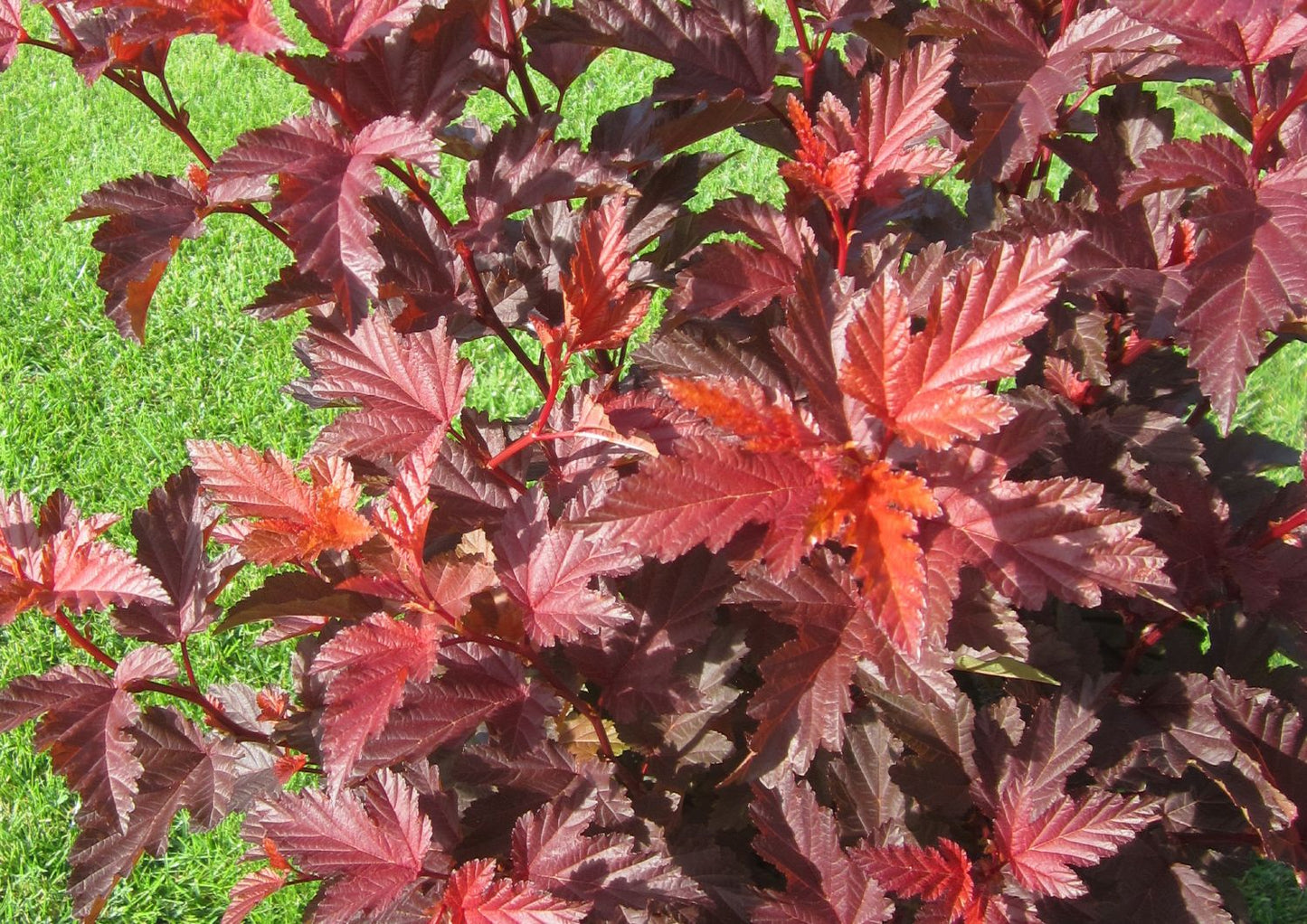 Physocarpus opulifolius 'Little Angel' ® Virginia-Blasenspiere