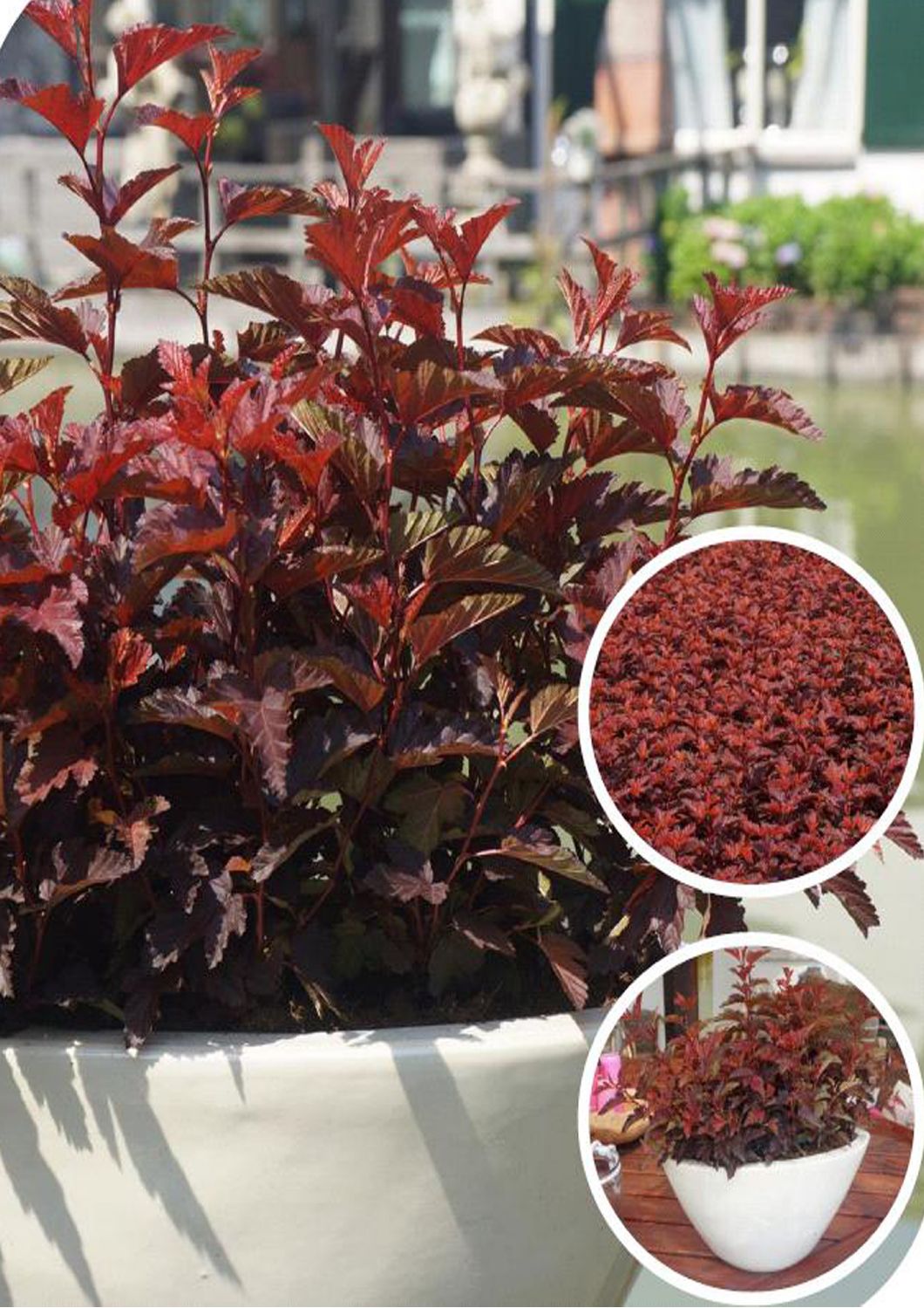 Physocarpus opulifolius 'Little Angel' ® (Virginia-Blasenspiere)