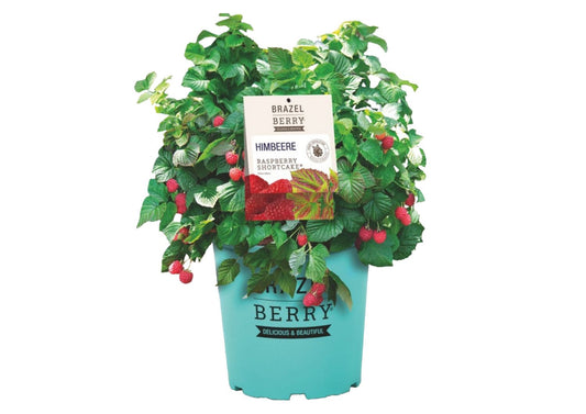 Rubus Brazel Berry ® 'Raspberry Shortcake' Topf-Himbeere