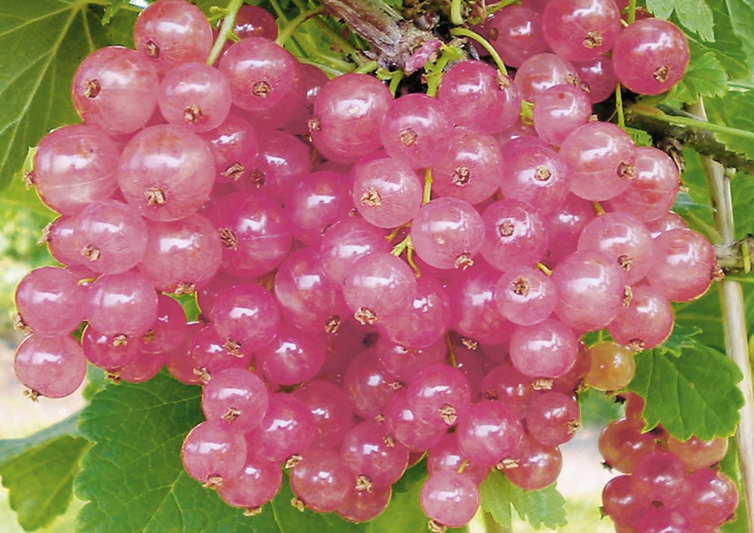 Ribes rubrum 'Rosalinn' Rosa Johannisbeere