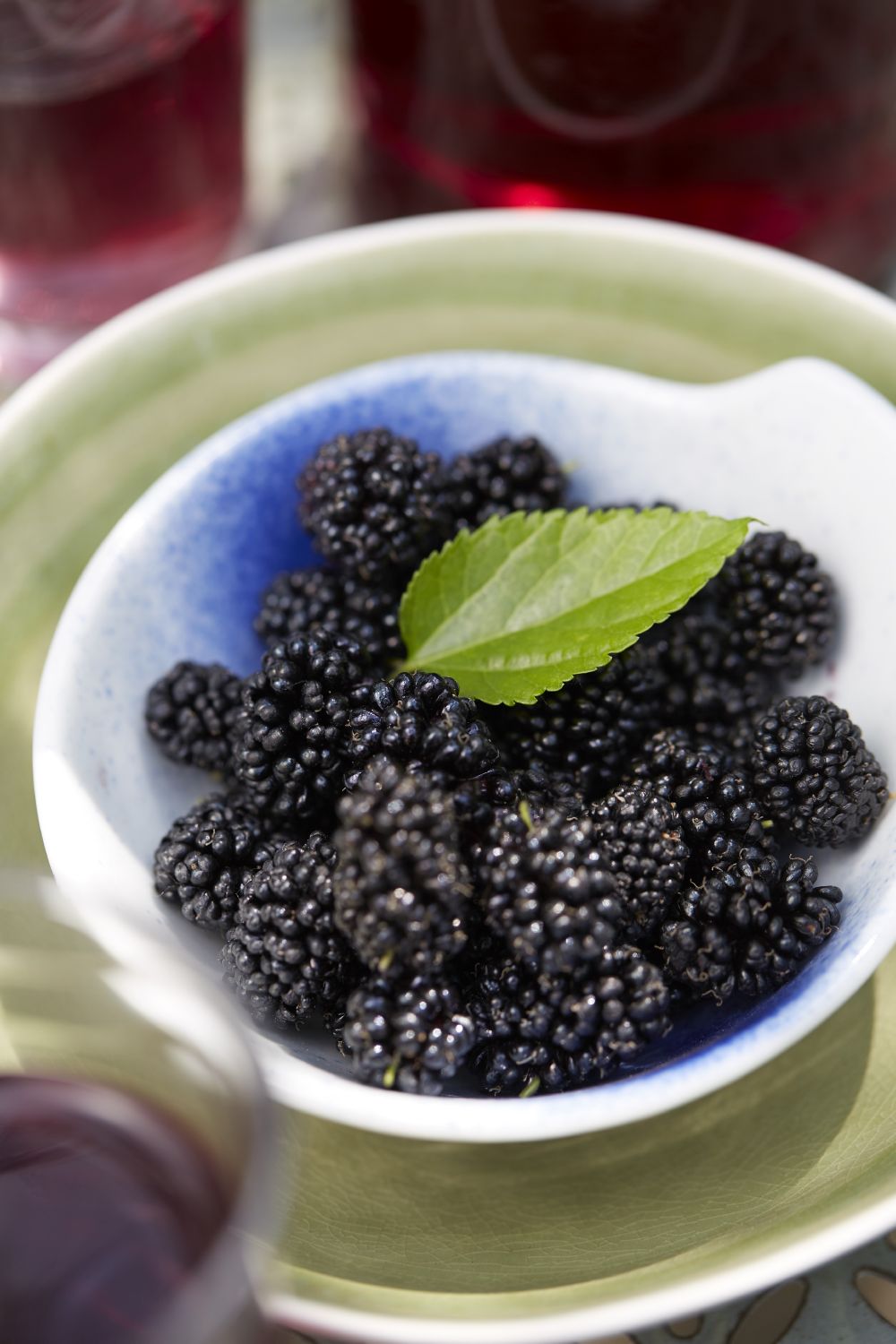 Morus rotundiloba BonBonBerry® Mojo Berry (Zwerg-Maulbeere)