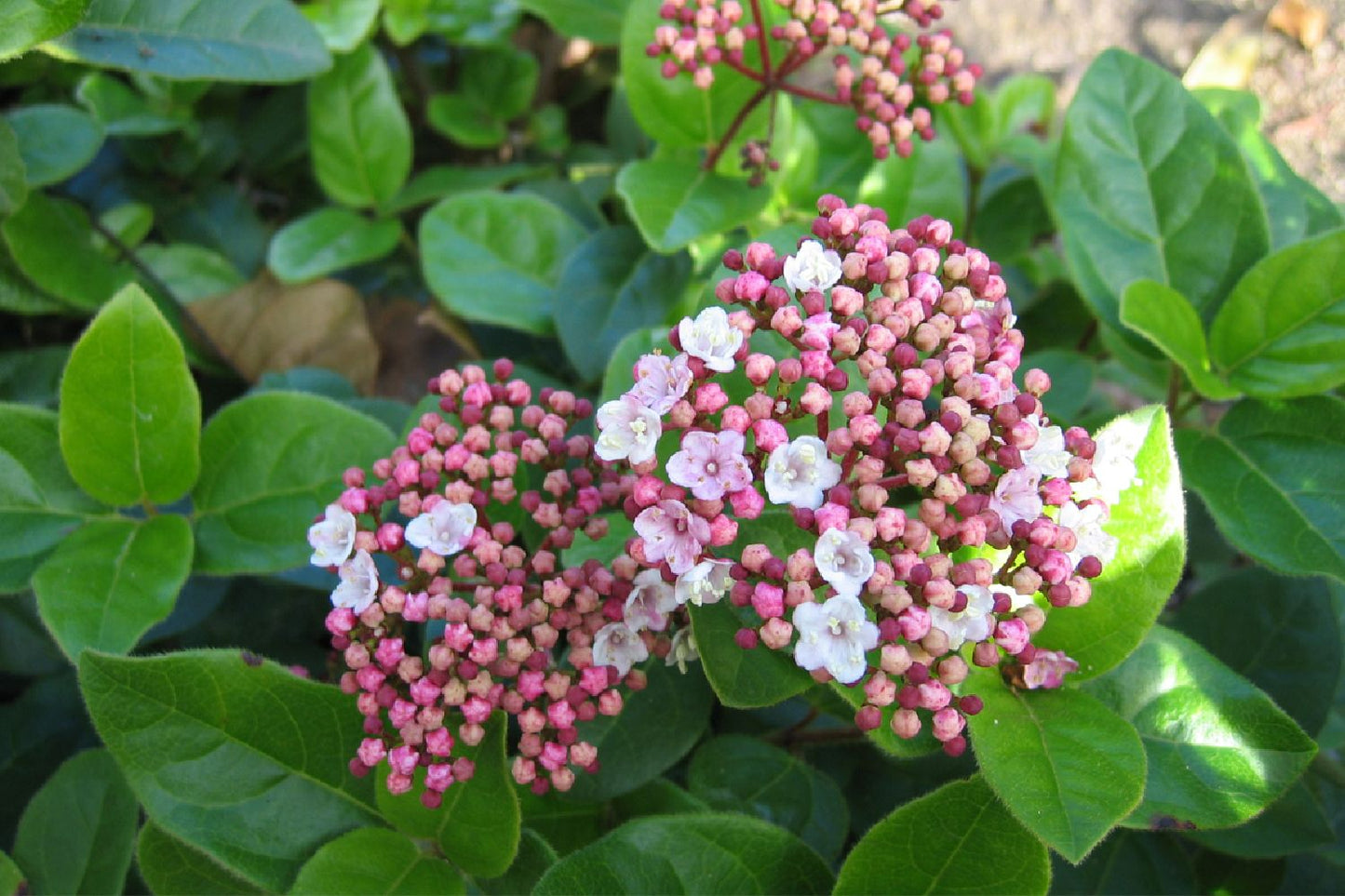 Viburnum tinus 'Lisa Rose' ® Lorbeer-Schneeball