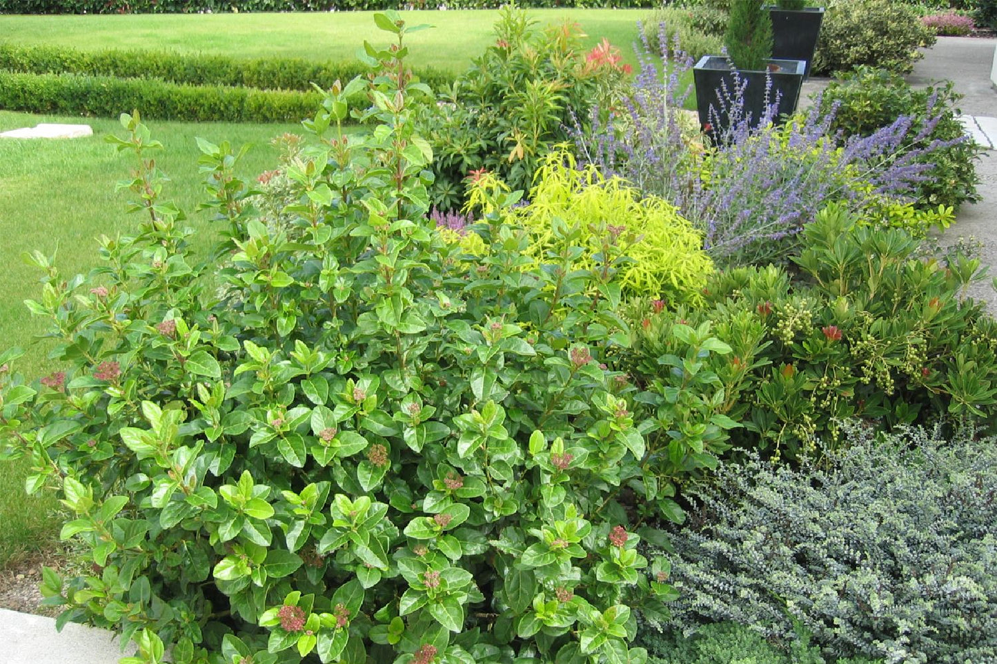 Viburnum tinus 'Lisa Rose' ® (Lorbeer-Schneeball)