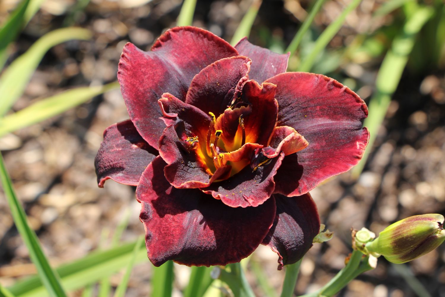 Hemerocallis 'Voodoo Dancer' Großblumige Taglilie