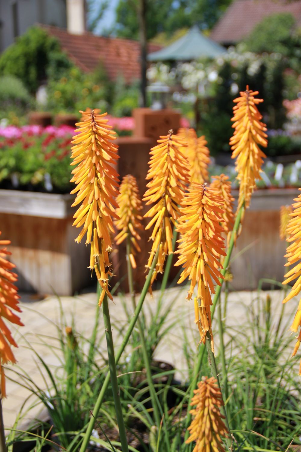 Kniphofia 'Mango Popsicle' (Fackellilie)