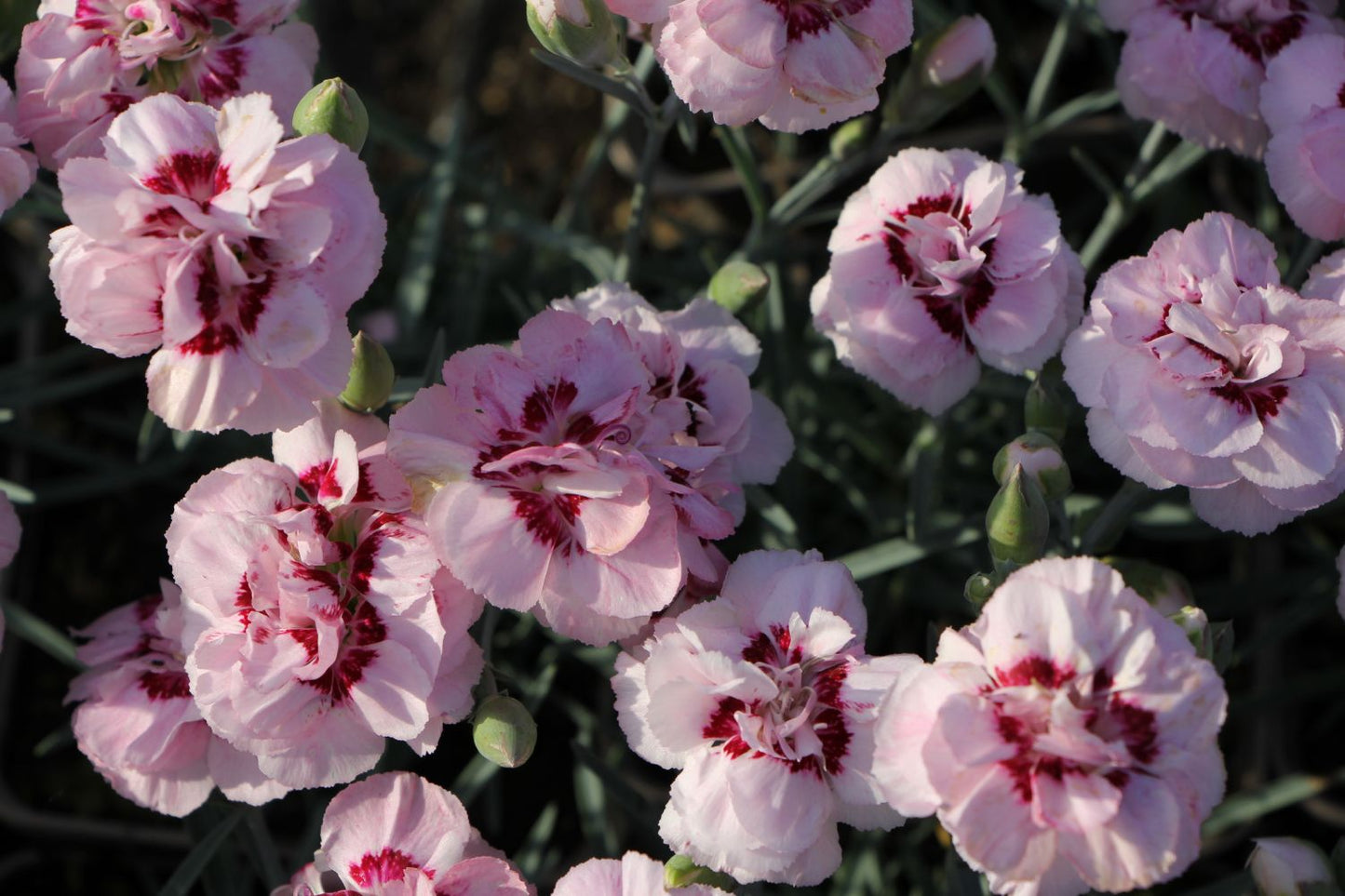 Dianthus plumarius 'Angel of Virtue' (Garten-Feder-Nelke)