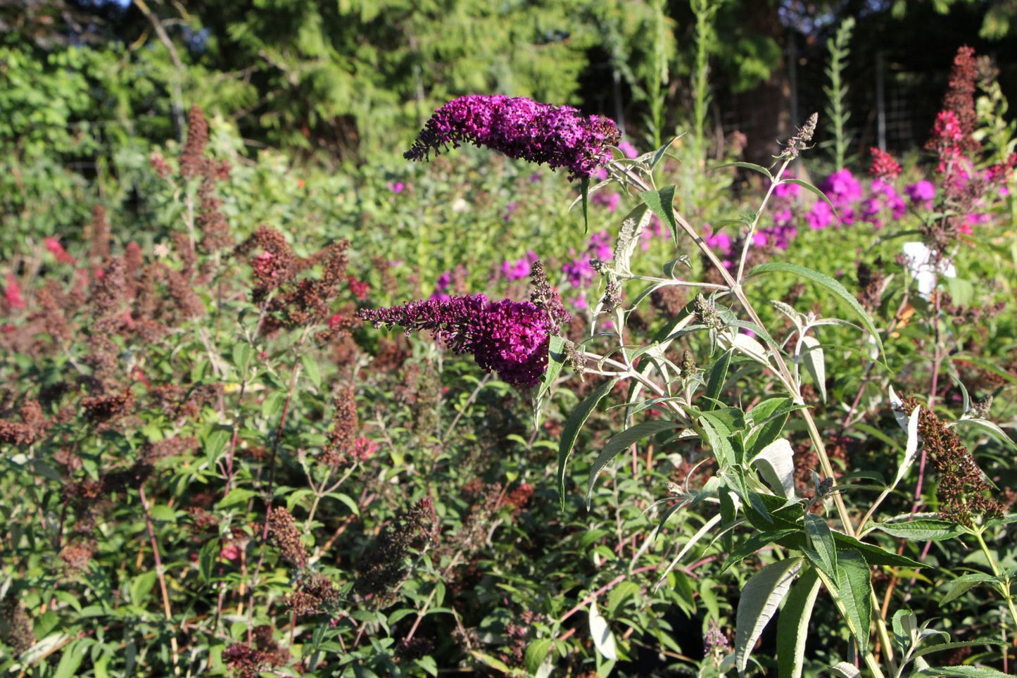 Buddleja davidii 'Magenta Munchkin' ® (Sommerflieder)