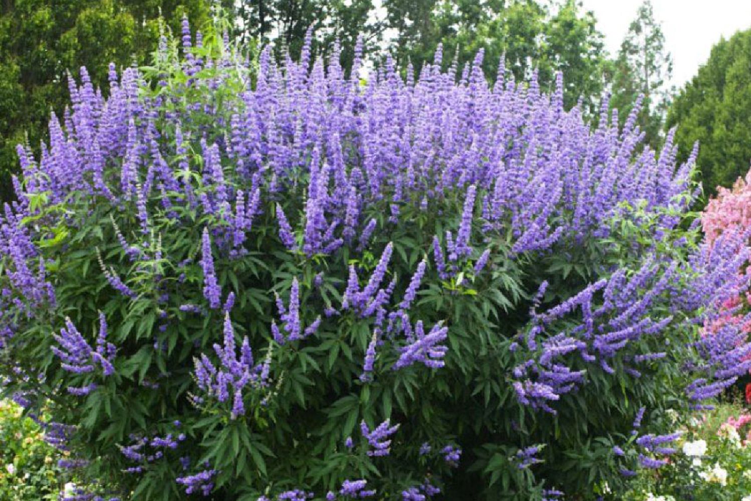 Vitex agnus-castus 'Blue Puffball' ® Mönchspfeffer
