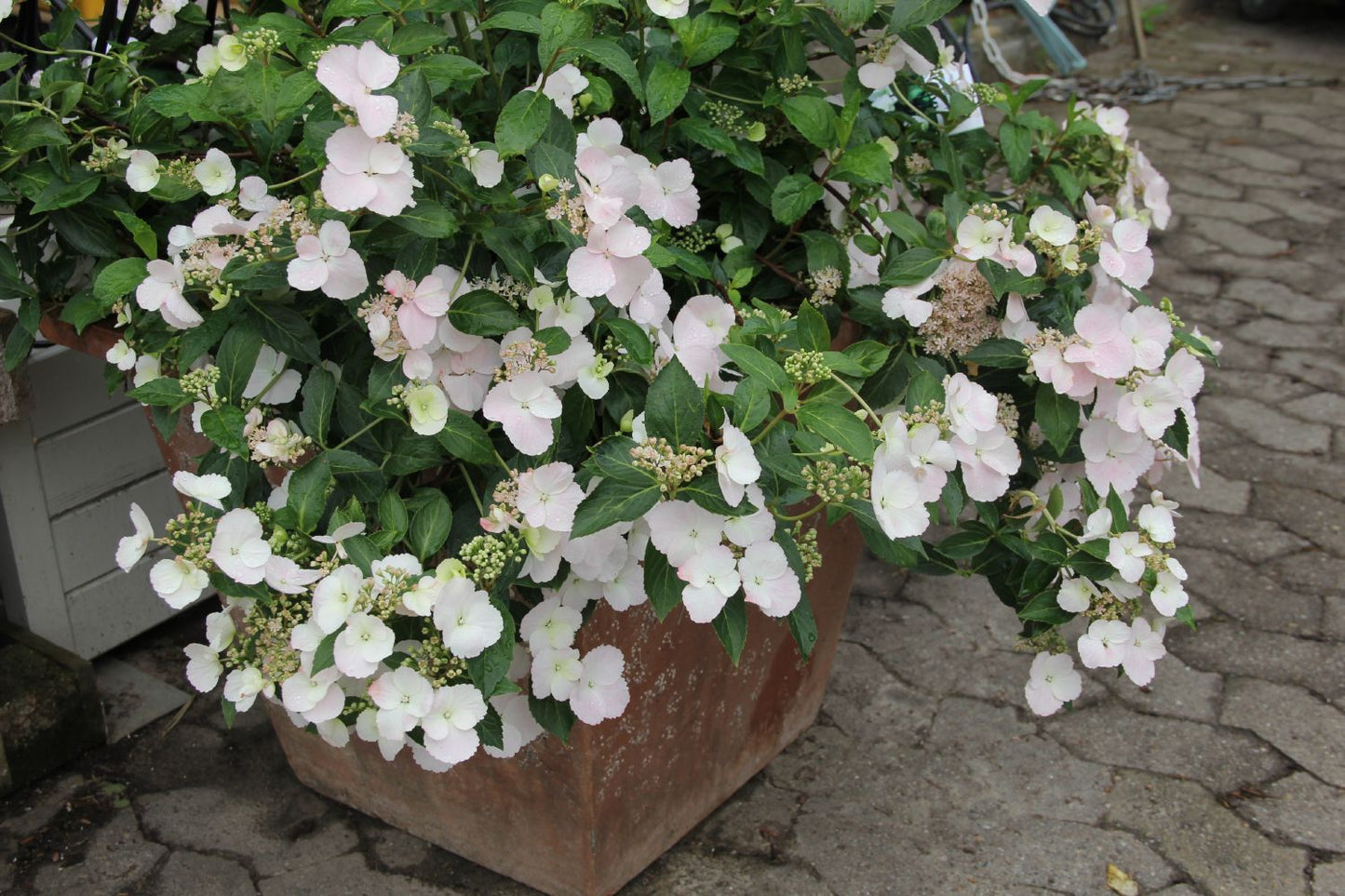 Hydrangea Runaway Bride® 'Snow White' Girlanden-Hortensie