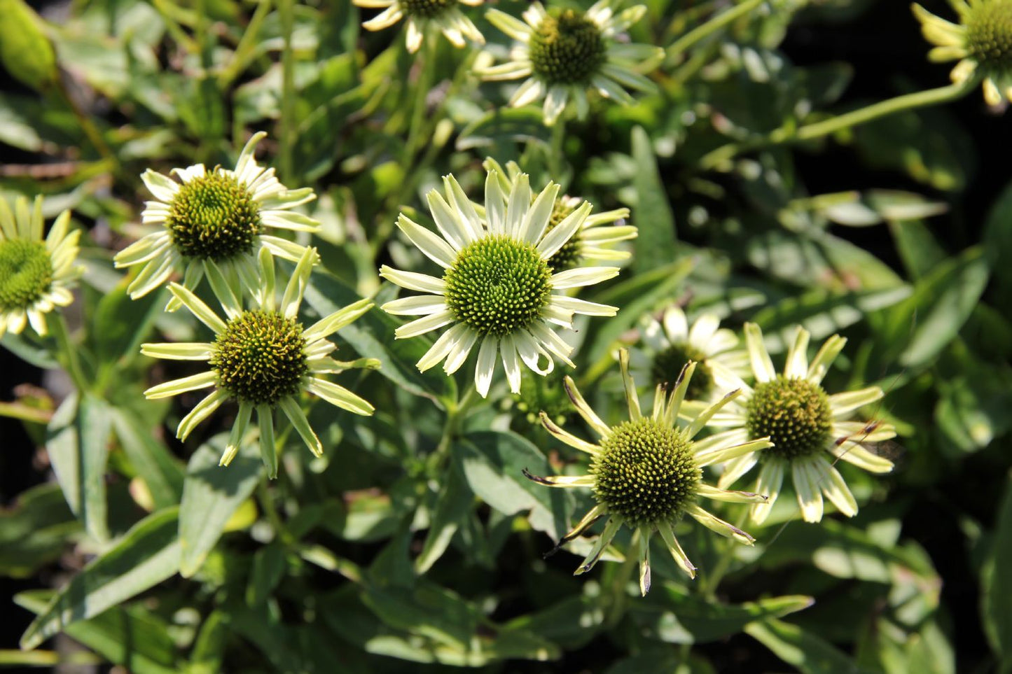 Echinacea 'Real Green' (Scheinsonnenhut)