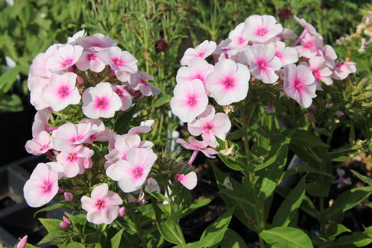 Phlox paniculata 'Flame Pro Soft Pink' Garten-Flammenblume