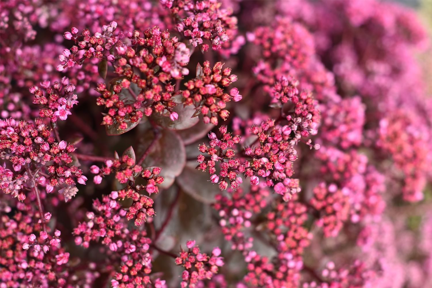Sedum Sunsparkler ® 'Cherry Tart' Polster-Fetthenne