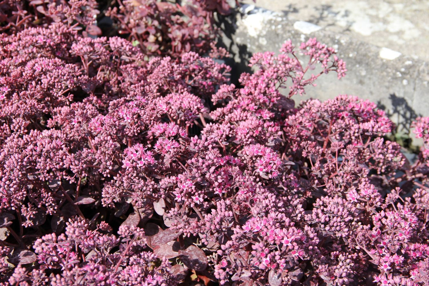 Sedum Sunsparkler ® 'Cherry Tart' (Polster-Fetthenne)