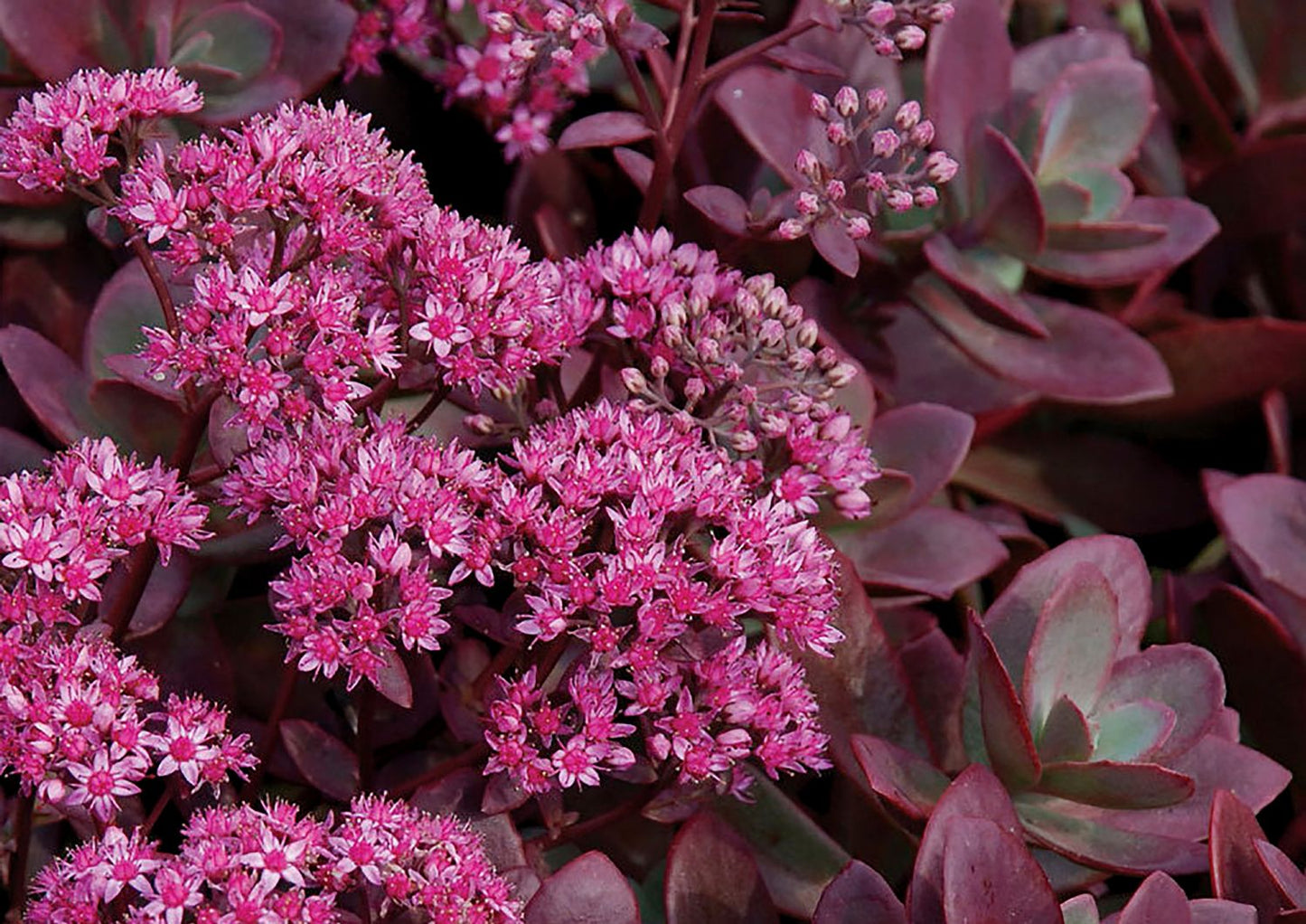 Sedum Sunsparkler ® 'Firecracker' Polster-Fetthenne