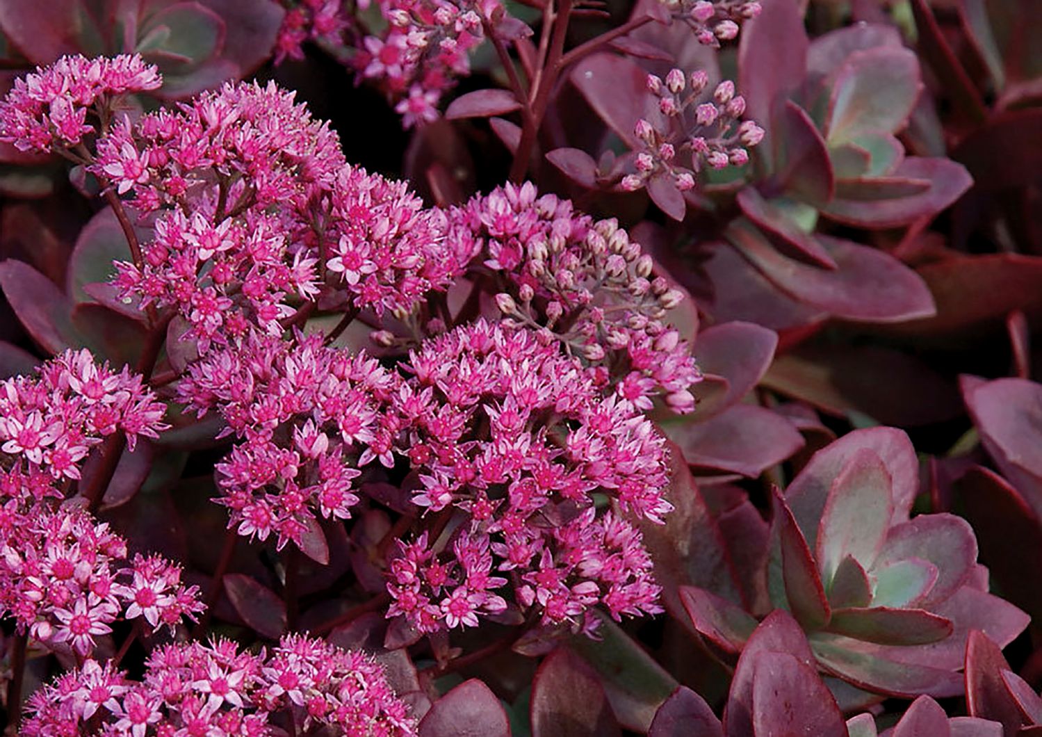 Sedum Sunsparkler ® 'Firecracker' Polster-Fetthenne