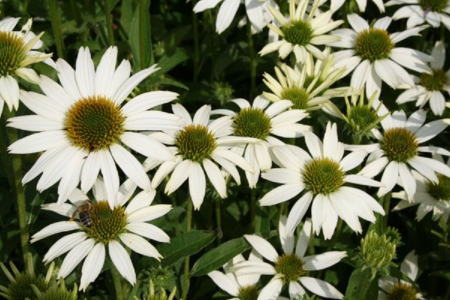 Leuchtender Herbst (Farbenfroher Ausklang im Garten)