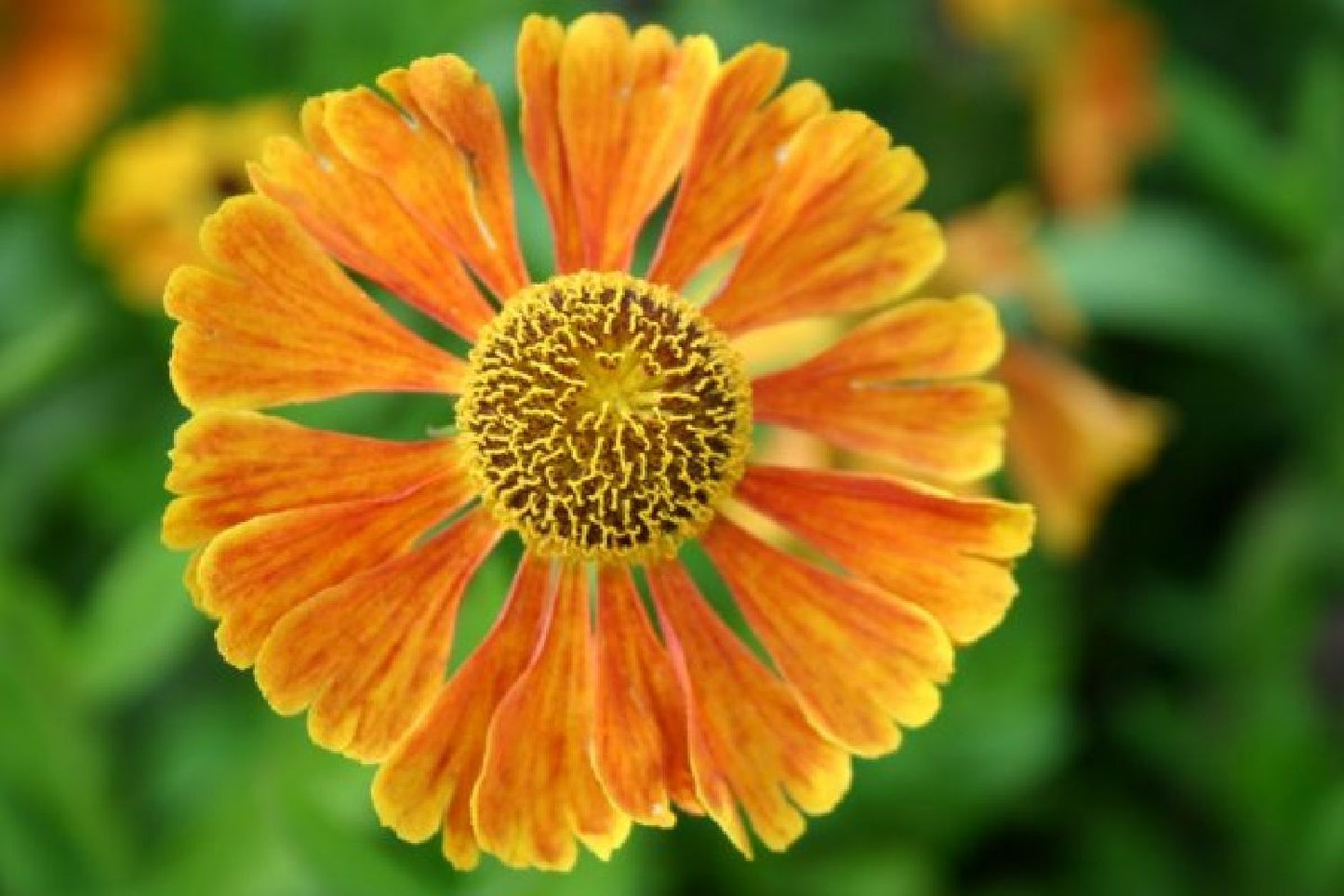 Leuchtender Herbst (Farbenfroher Ausklang im Garten)