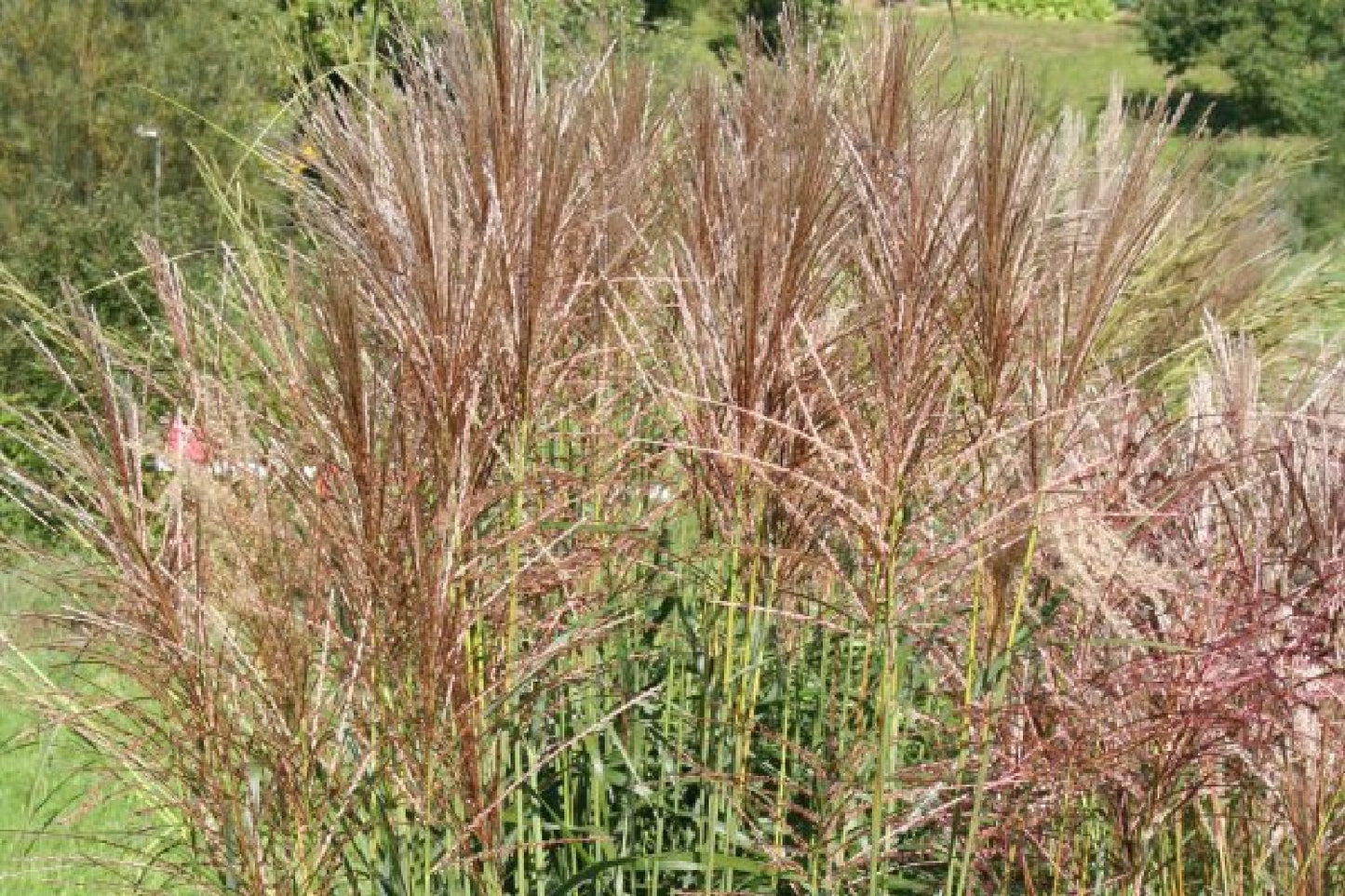 Leuchtender Herbst (Farbenfroher Ausklang im Garten)