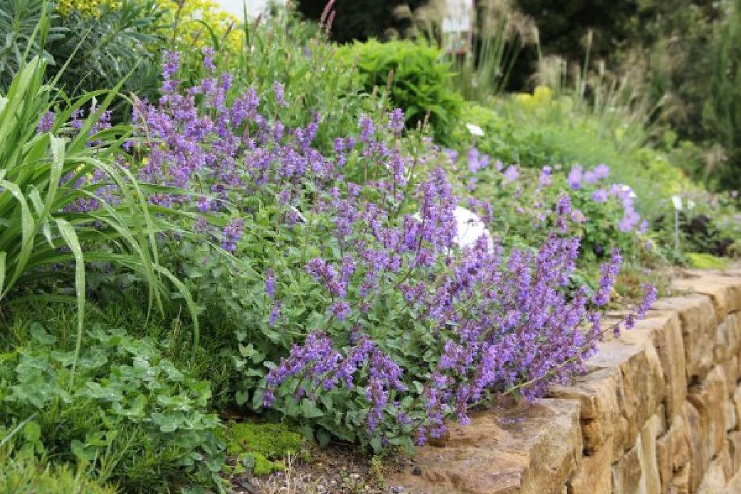 Leuchtender Herbst (Farbenfroher Ausklang im Garten)
