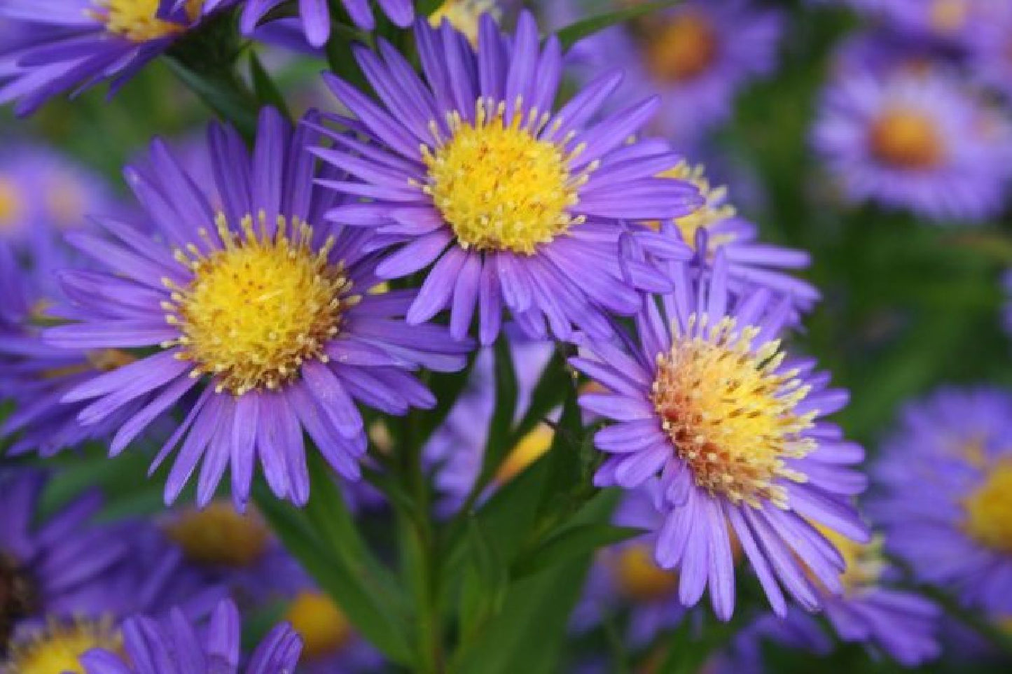 Leuchtender Herbst (Farbenfroher Ausklang im Garten)