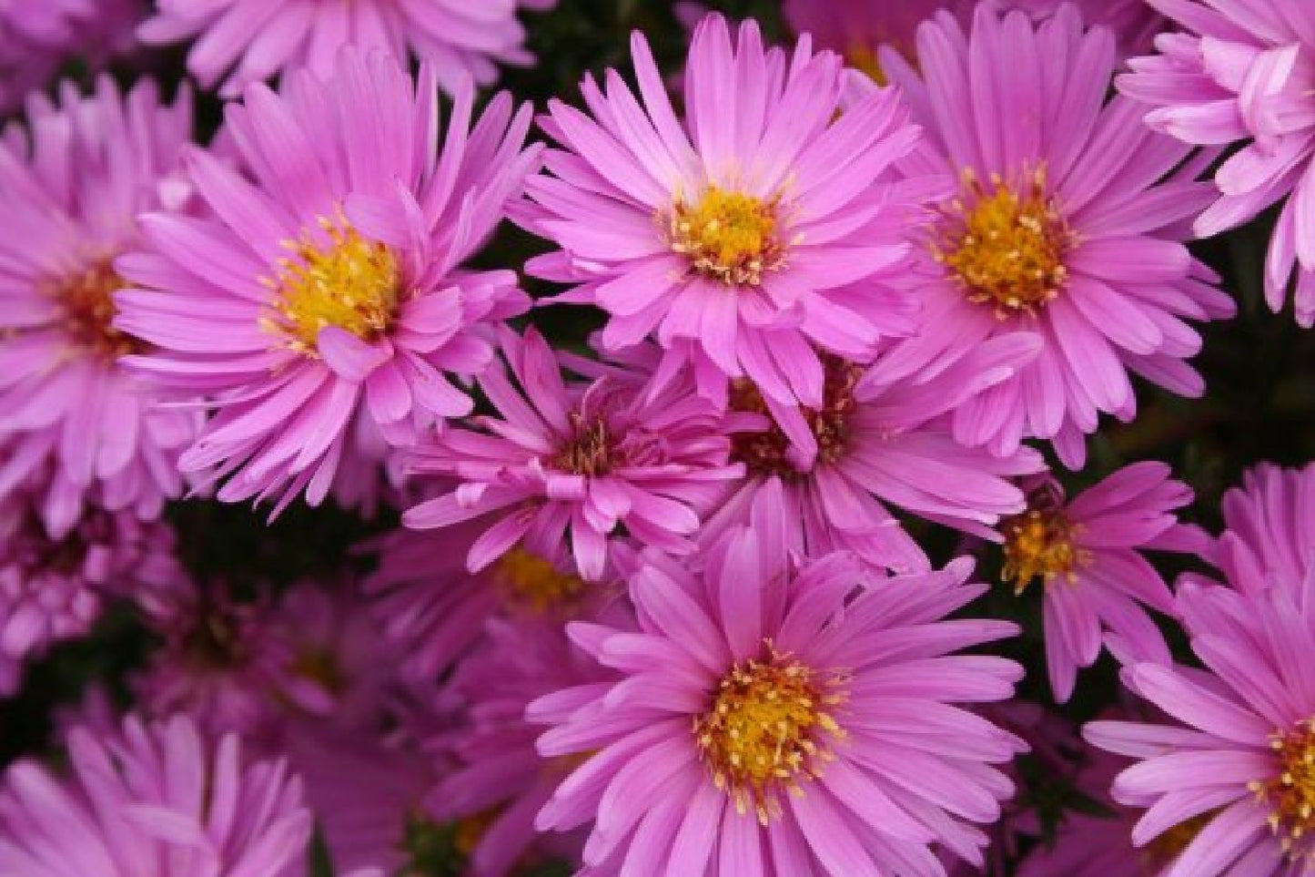 Leuchtender Herbst (Farbenfroher Ausklang im Garten)