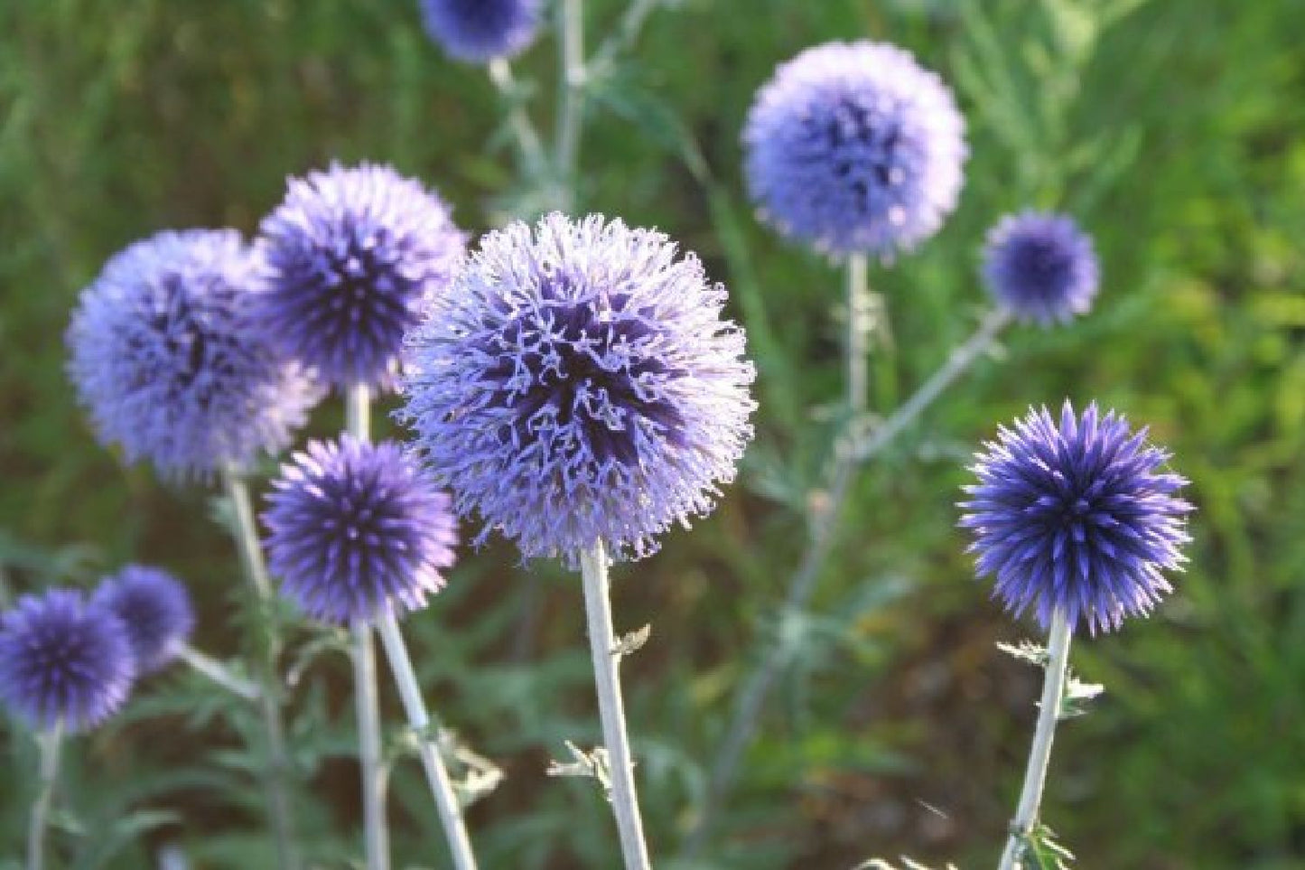 Grenzenlos wild (Wildpflanzencharme für naturnahe Beete)