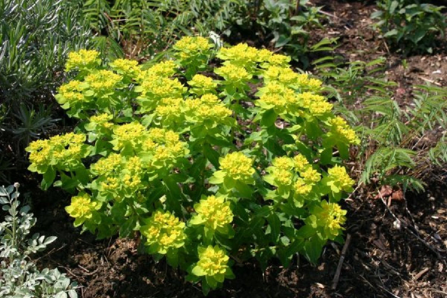 Grenzenlos wild (Wildpflanzencharme für naturnahe Beete)