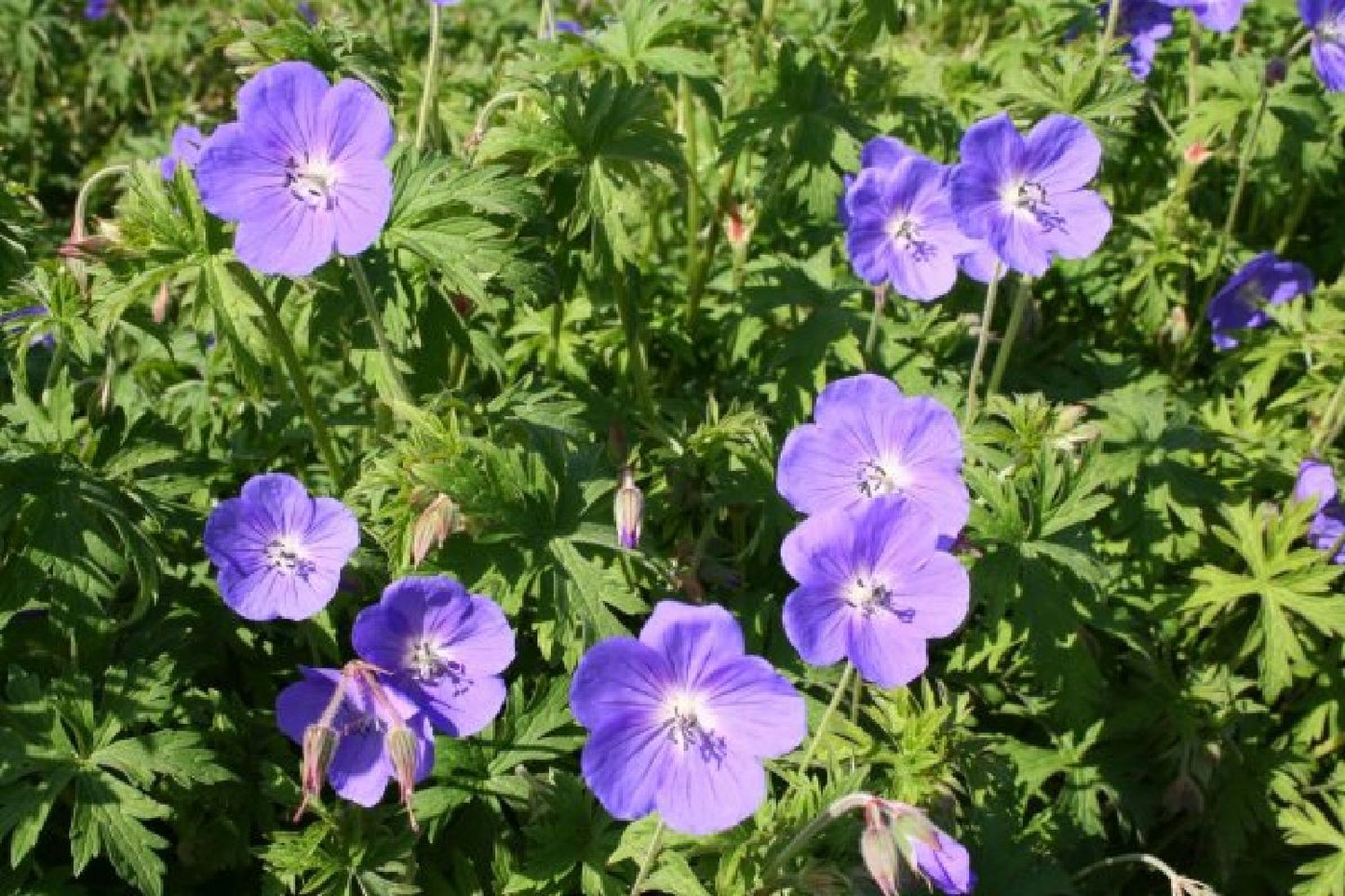 Grenzenlos wild (Wildpflanzencharme für naturnahe Beete)