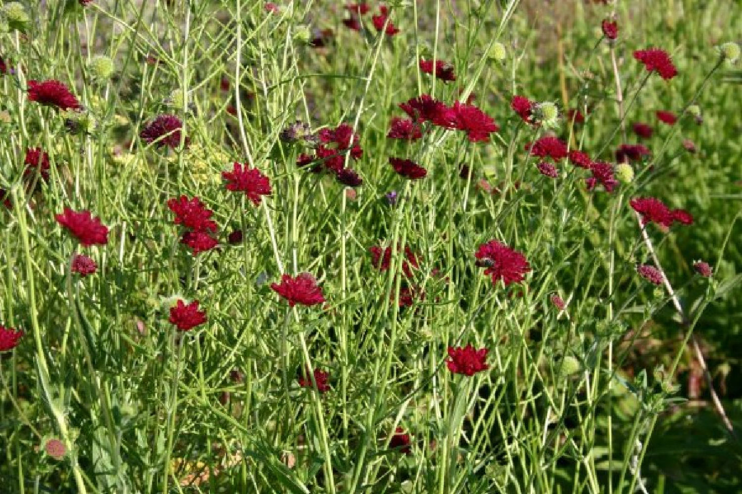 Grenzenlos wild (Wildpflanzencharme für naturnahe Beete)