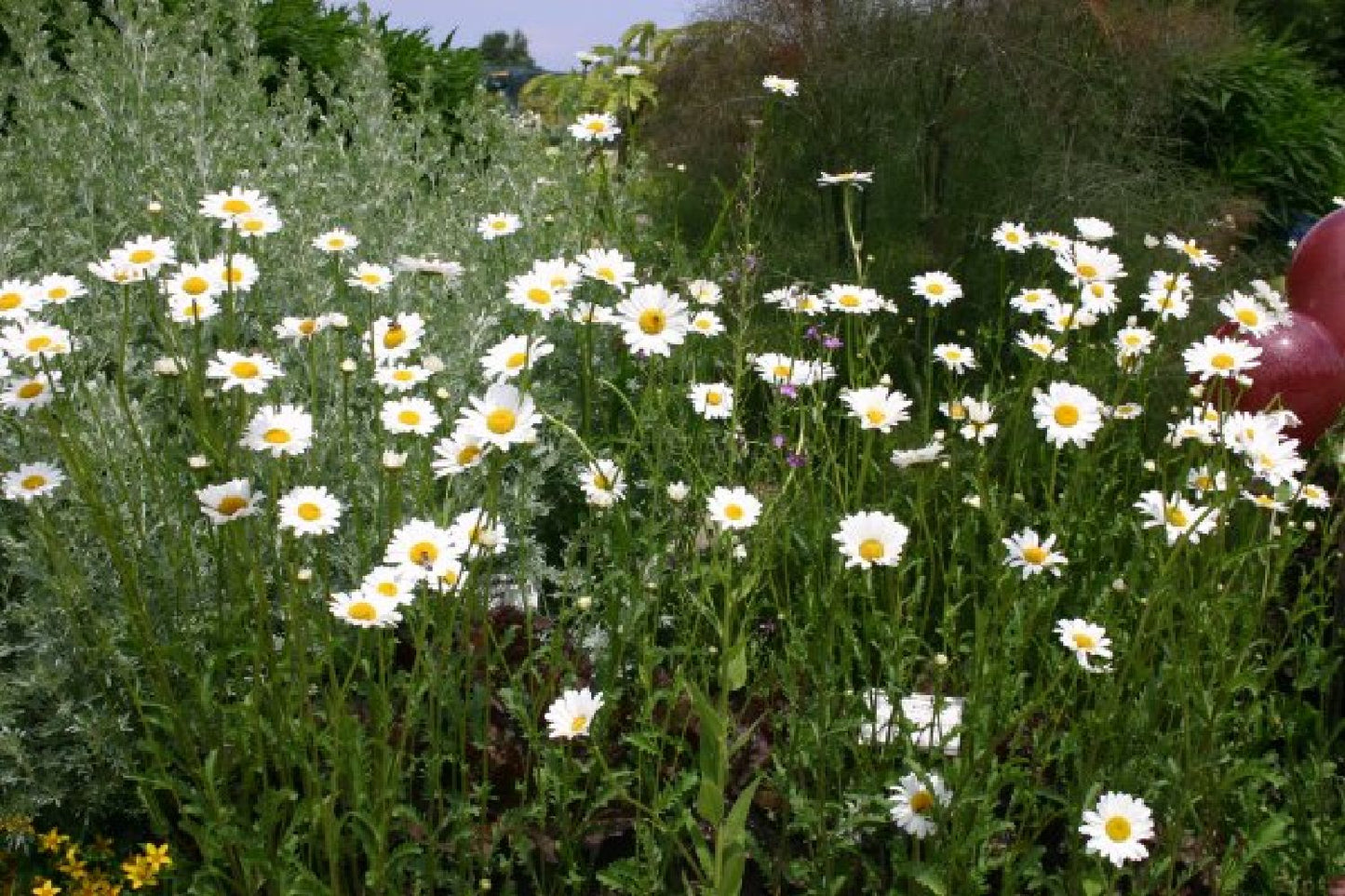 Grenzenlos wild (Wildpflanzencharme für naturnahe Beete)