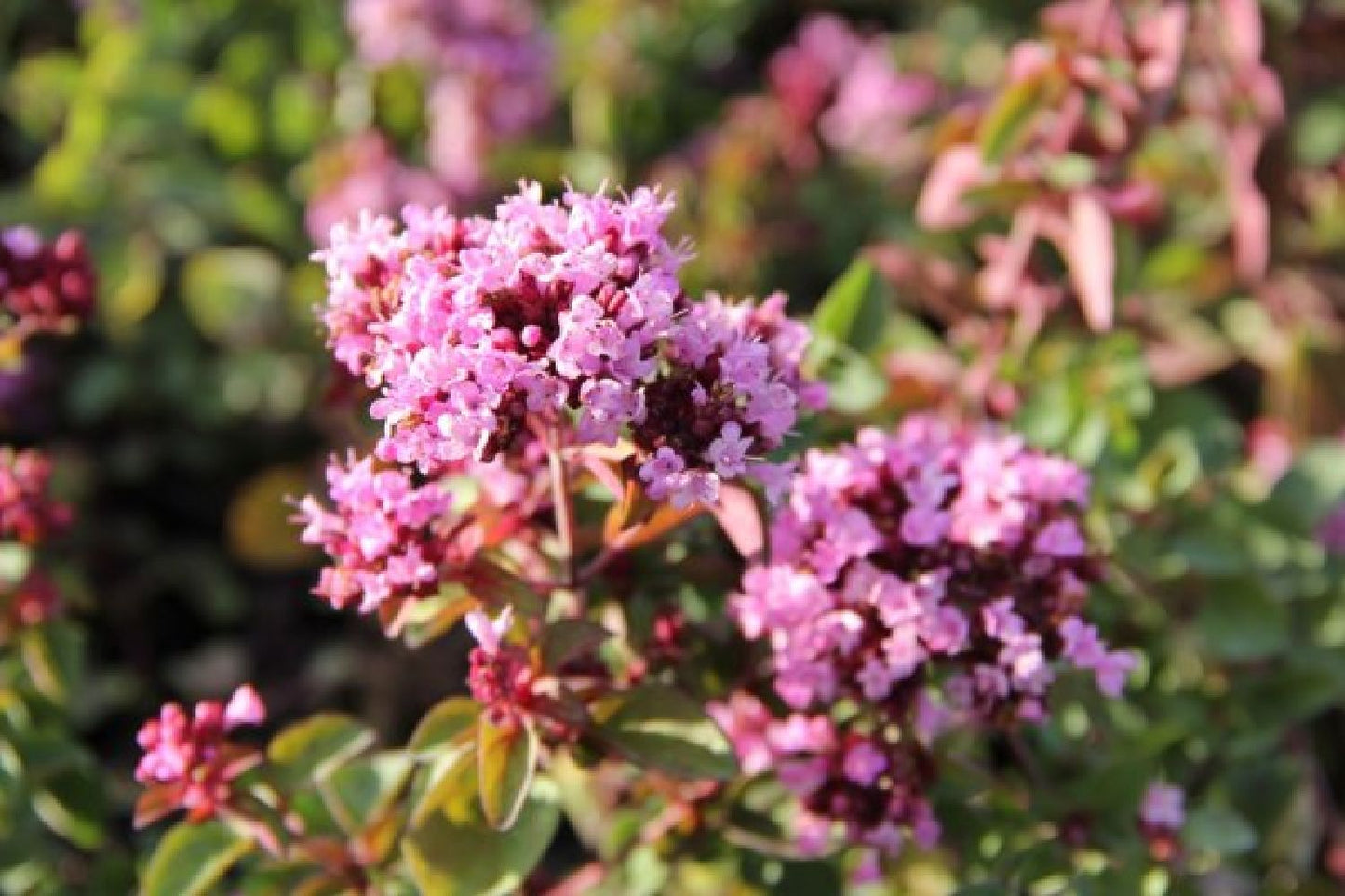 Grenzenlos wild (Wildpflanzencharme für naturnahe Beete)