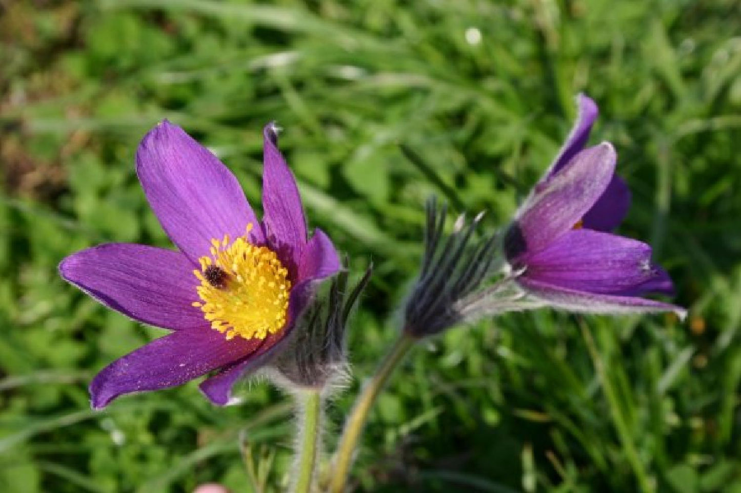 Grenzenlos wild (Wildpflanzencharme für naturnahe Beete)