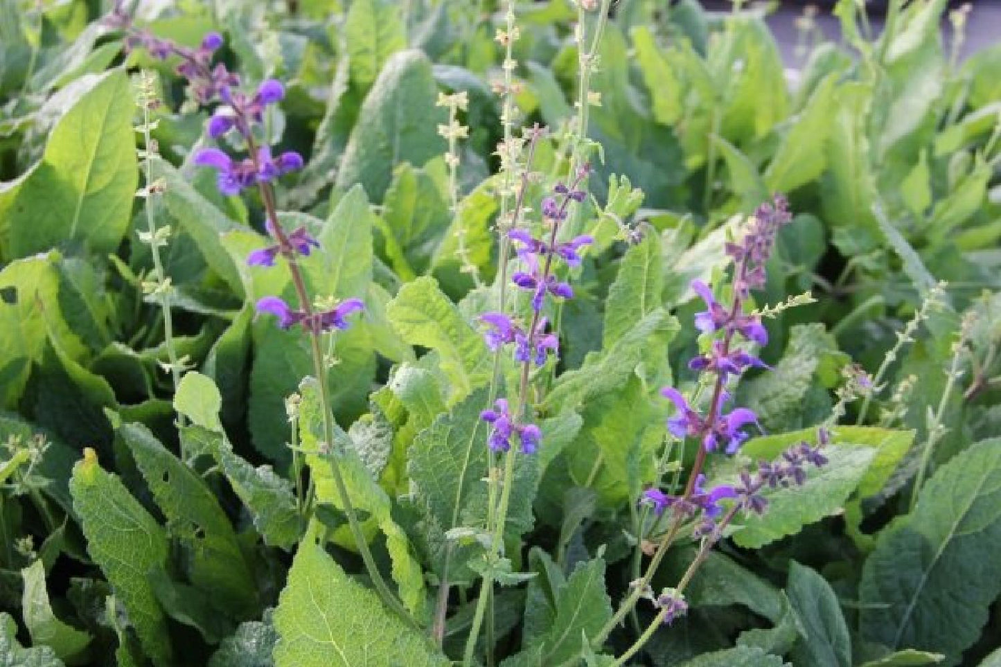 Grenzenlos wild (Wildpflanzencharme für naturnahe Beete)