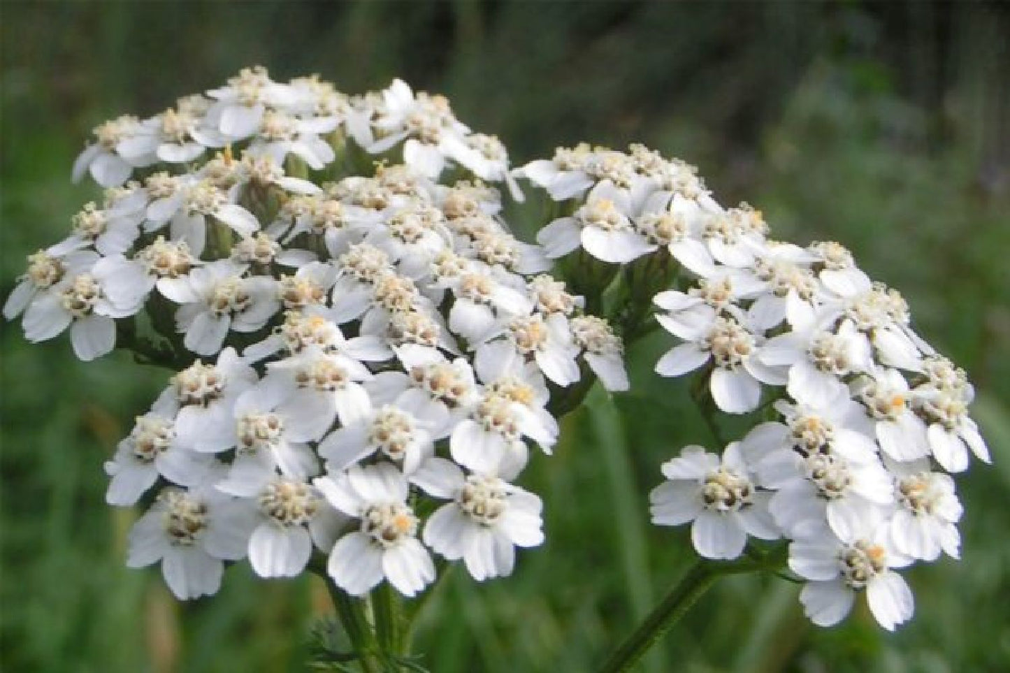 Grenzenlos wild (Wildpflanzencharme für naturnahe Beete)