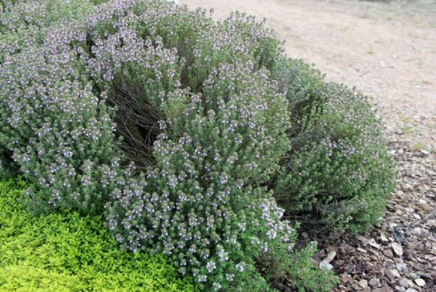 Grenzenlos wild (Wildpflanzencharme für naturnahe Beete)