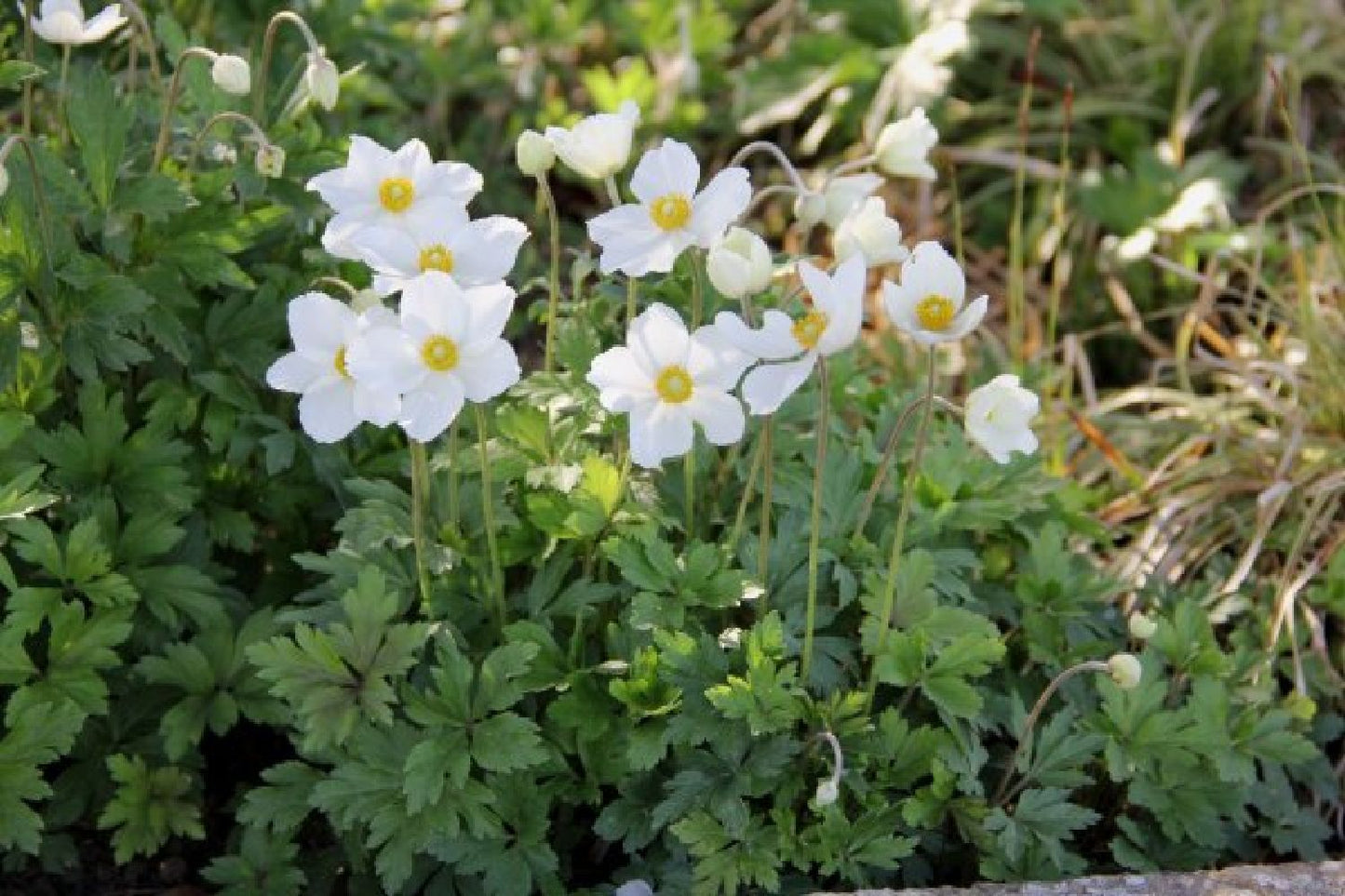 Grenzenlos wild (Wildpflanzencharme für naturnahe Beete)