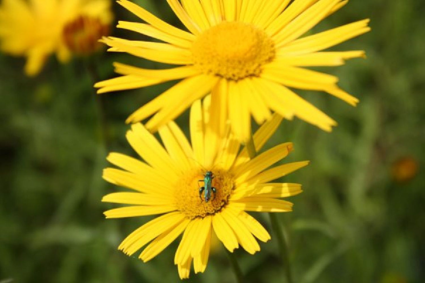 Grenzenlos wild (Wildpflanzencharme für naturnahe Beete)