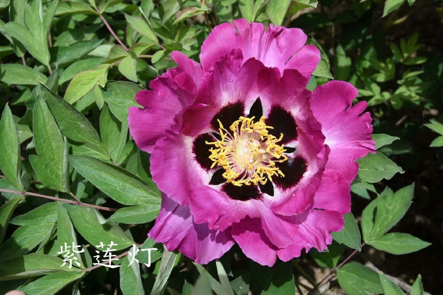 Paeonia rockii 'Zi Lian Deng' Strauchpfingstrose 'Leuchten des Purpurlotus'