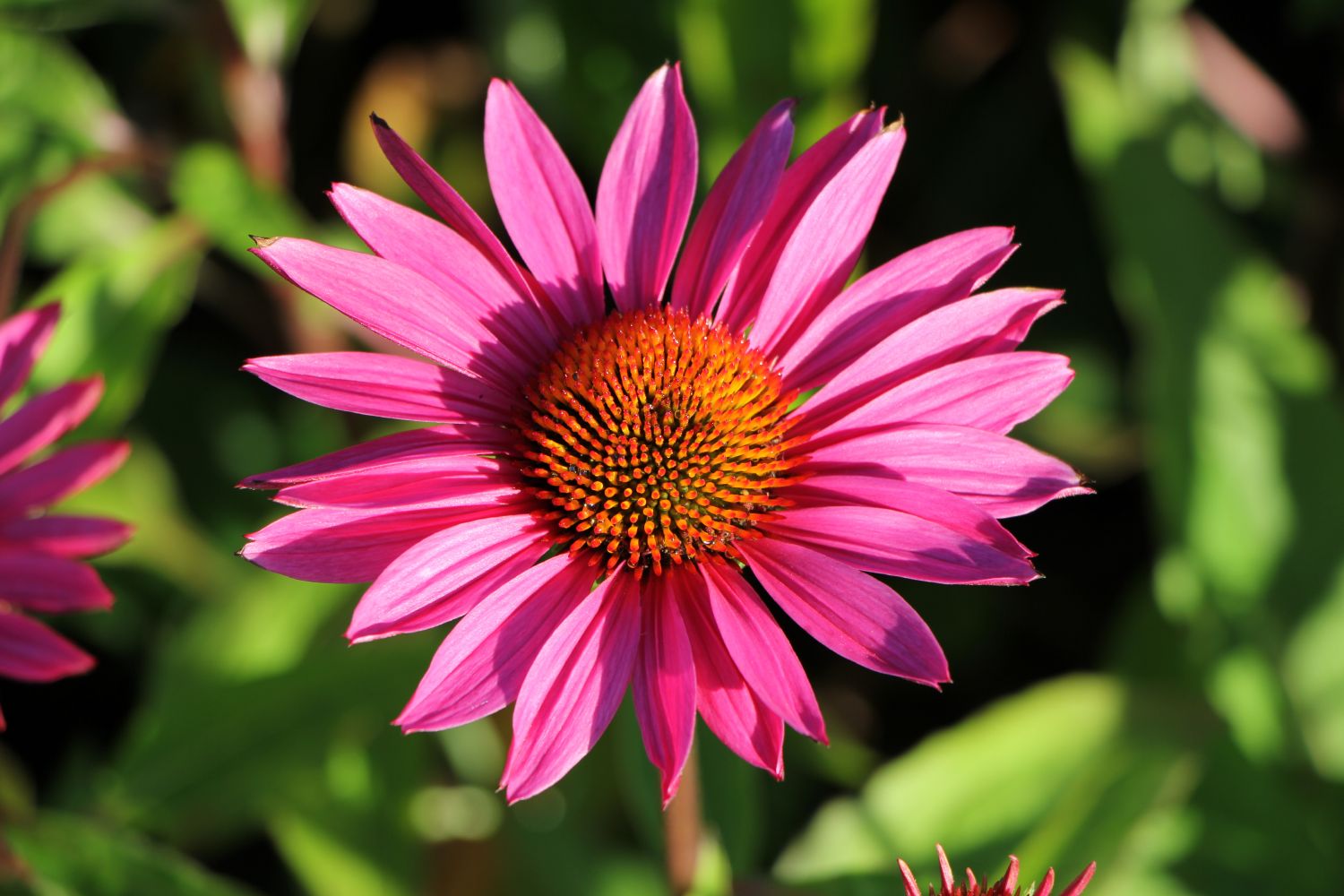 Echinacea 'JS Roho' Scheinsonnenhut
