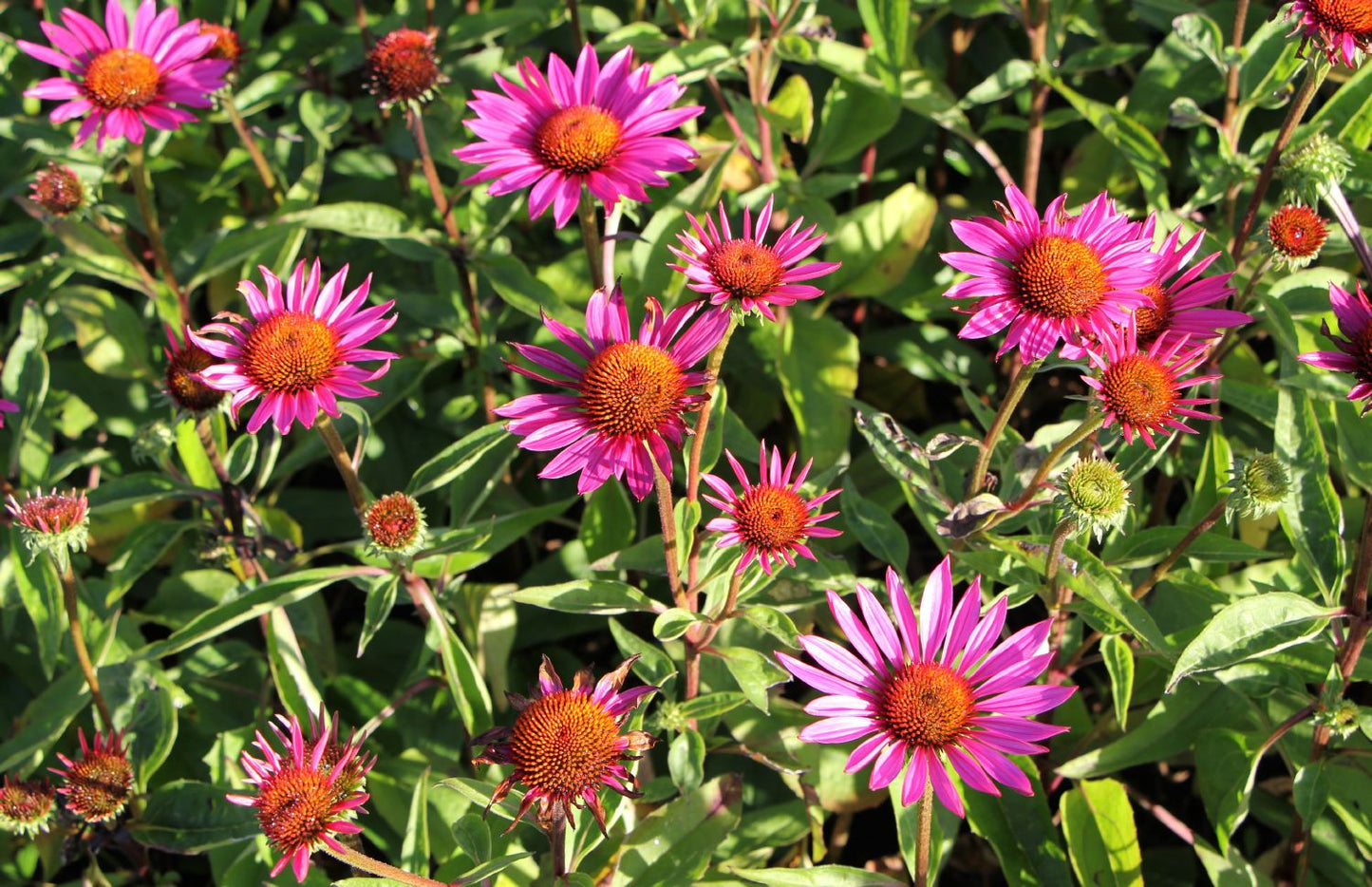 Echinacea 'JS Roho' (Scheinsonnenhut)