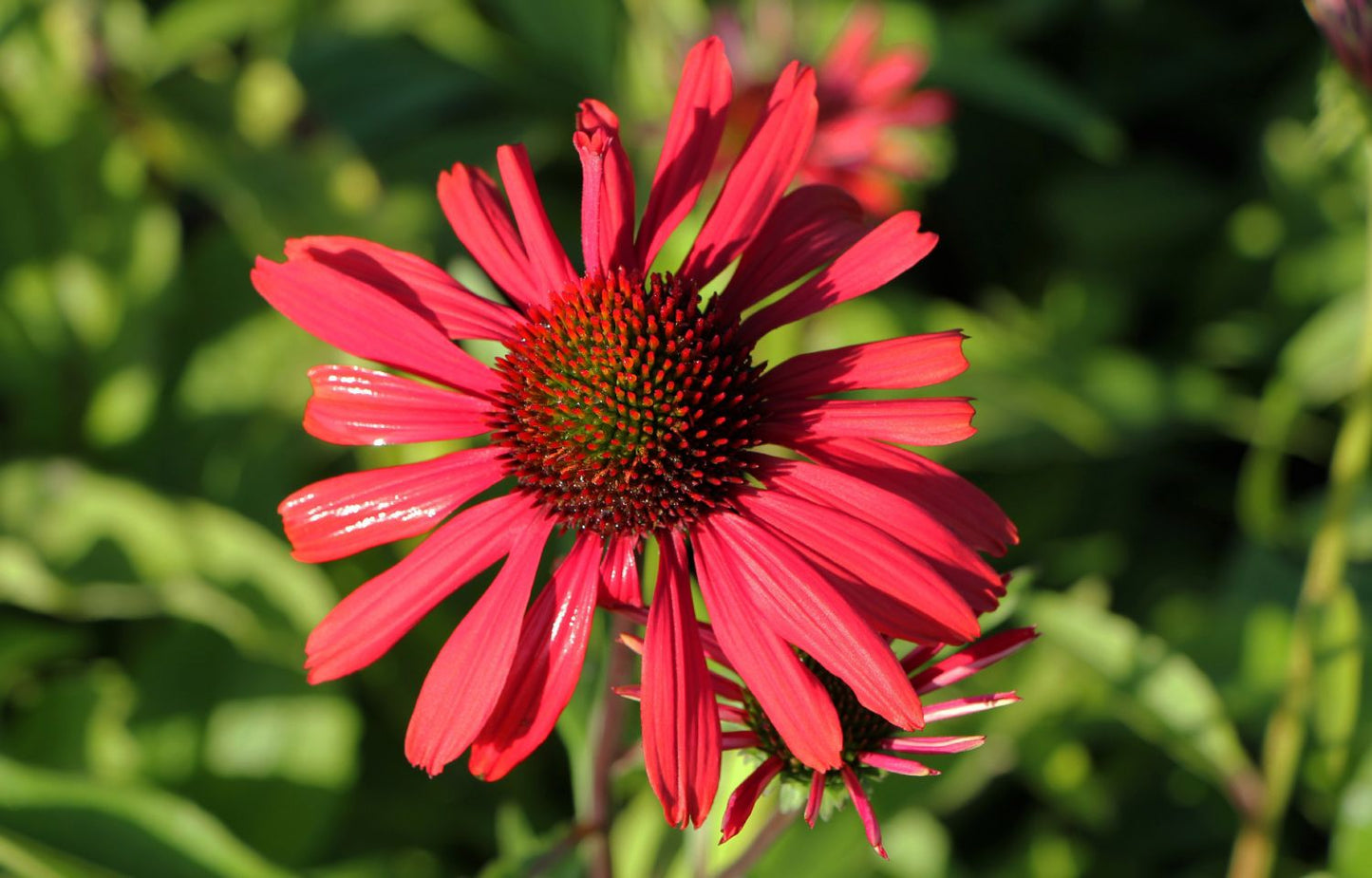 Echinacea 'Sweet Meadow Mama' Scheinsonnenhut
