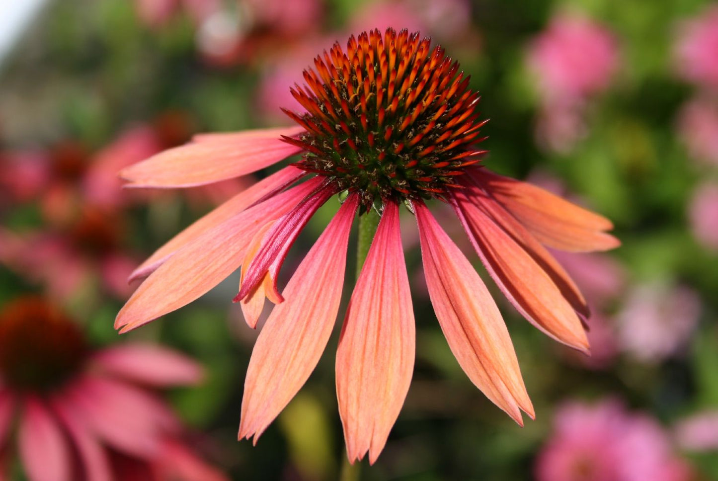Echinacea 'Summer Cocktail' Scheinsonnenhut