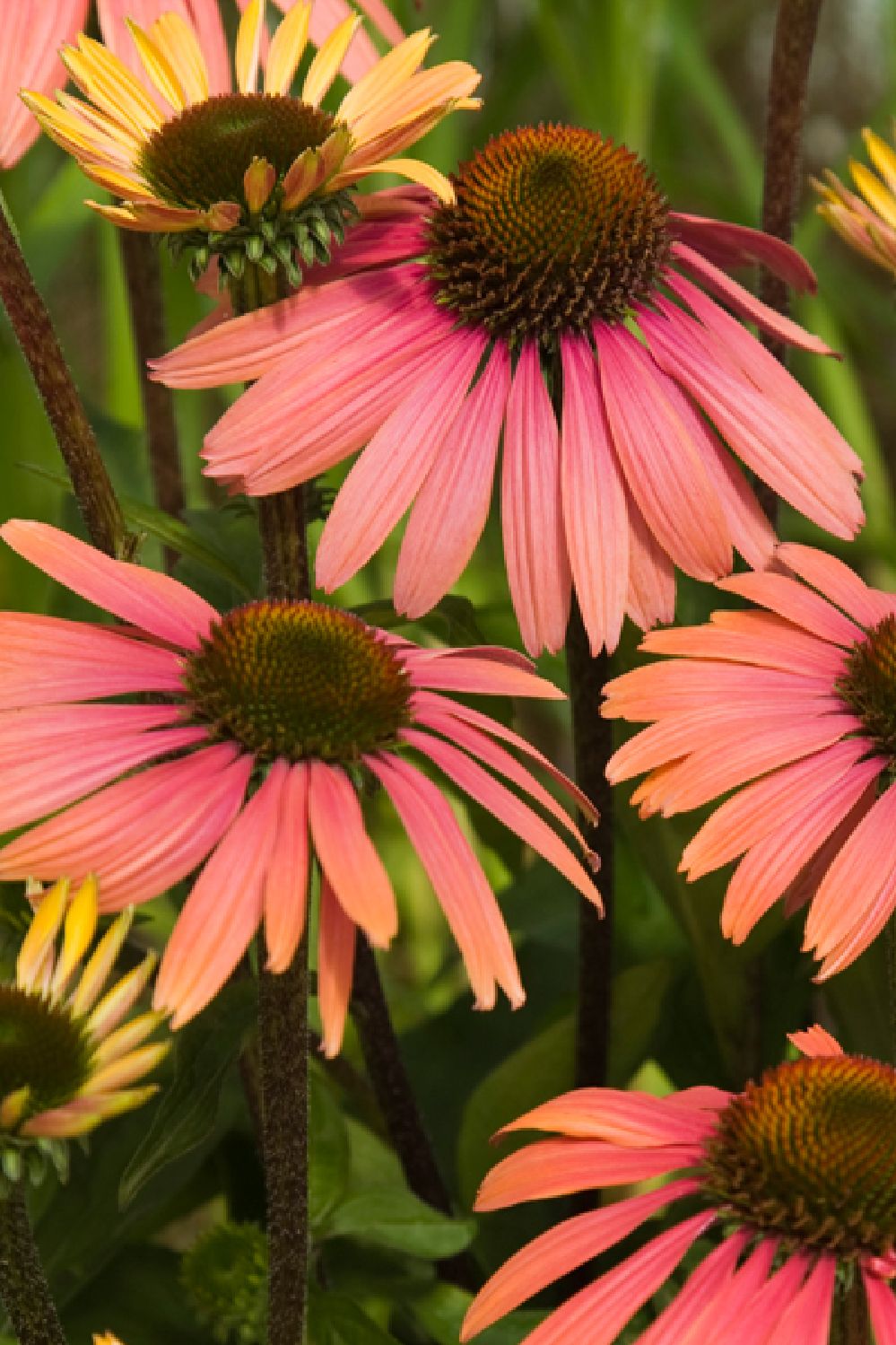 Echinacea 'Summer Cocktail' (Scheinsonnenhut)