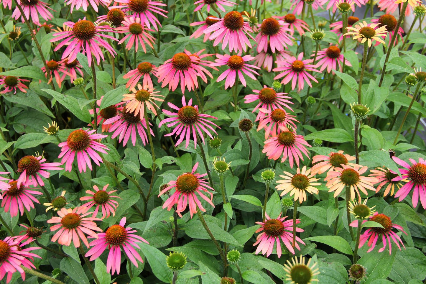 Echinacea 'Summer Cocktail' (Scheinsonnenhut)