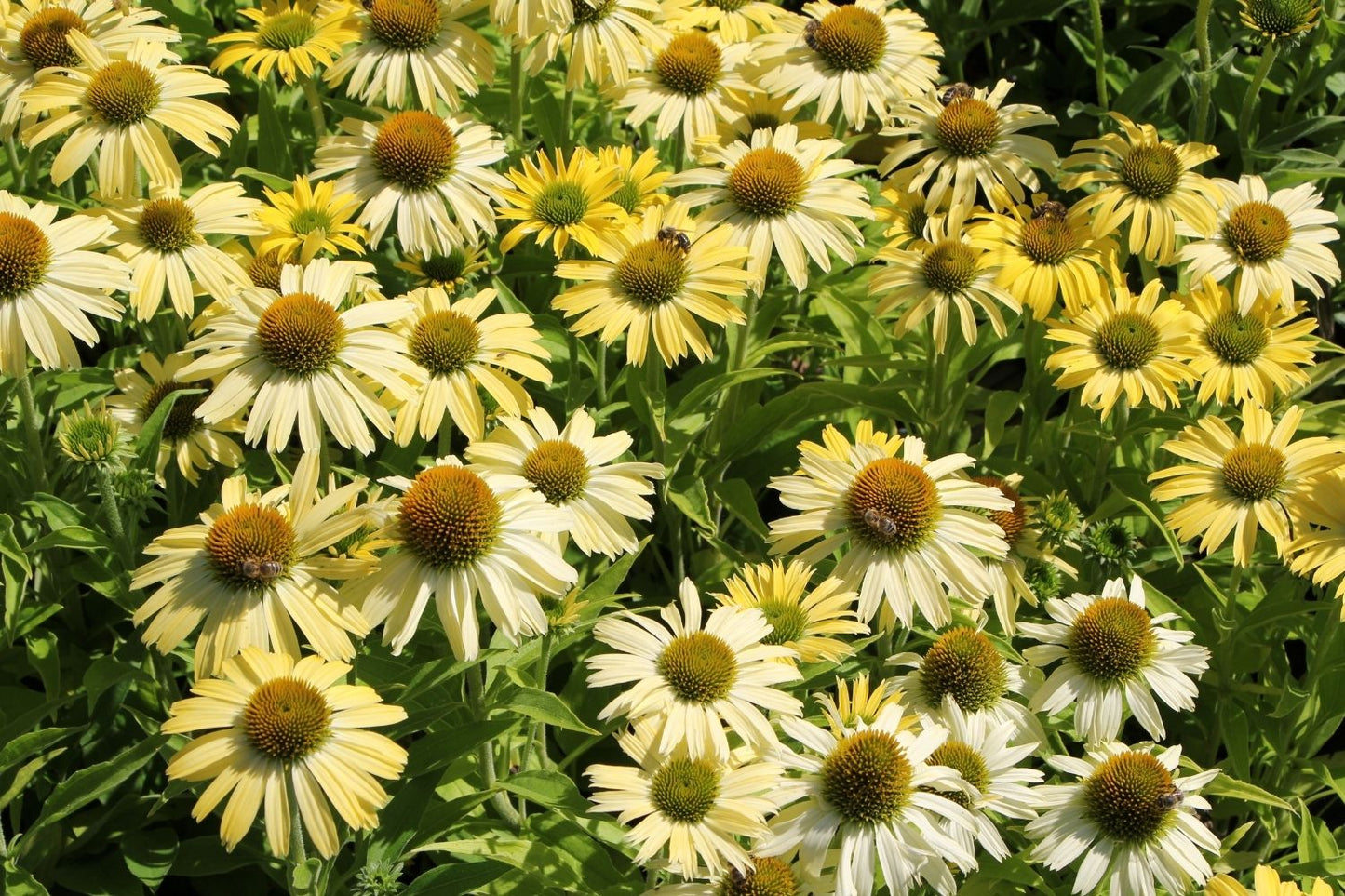 Echinacea 'Yellow Pearl' (Scheinsonnenhut)
