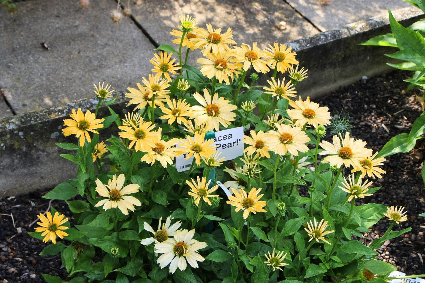Echinacea 'Yellow Pearl' (Scheinsonnenhut)