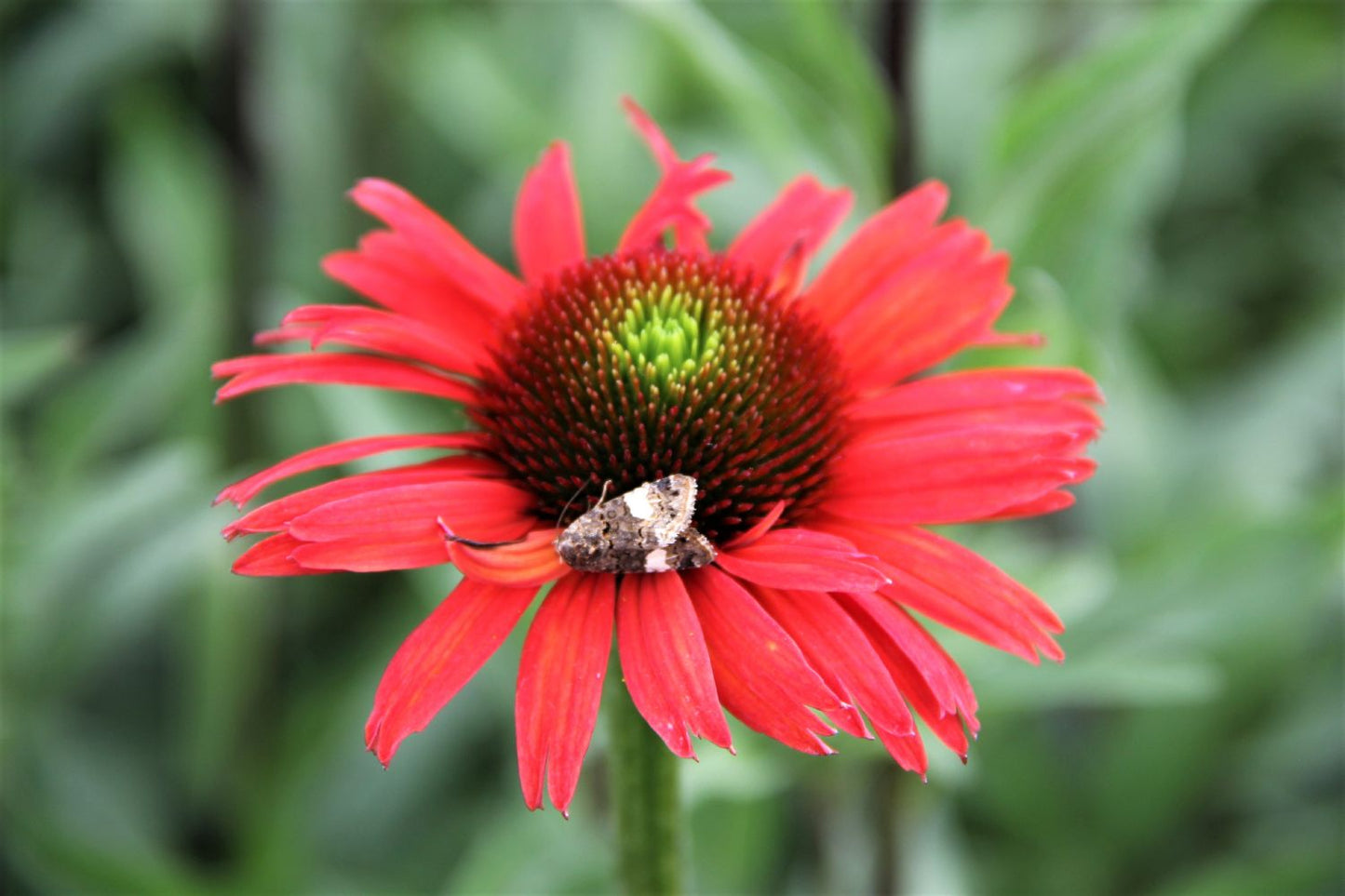Echinacea 'Kismet® Red' Scheinsonnenhut