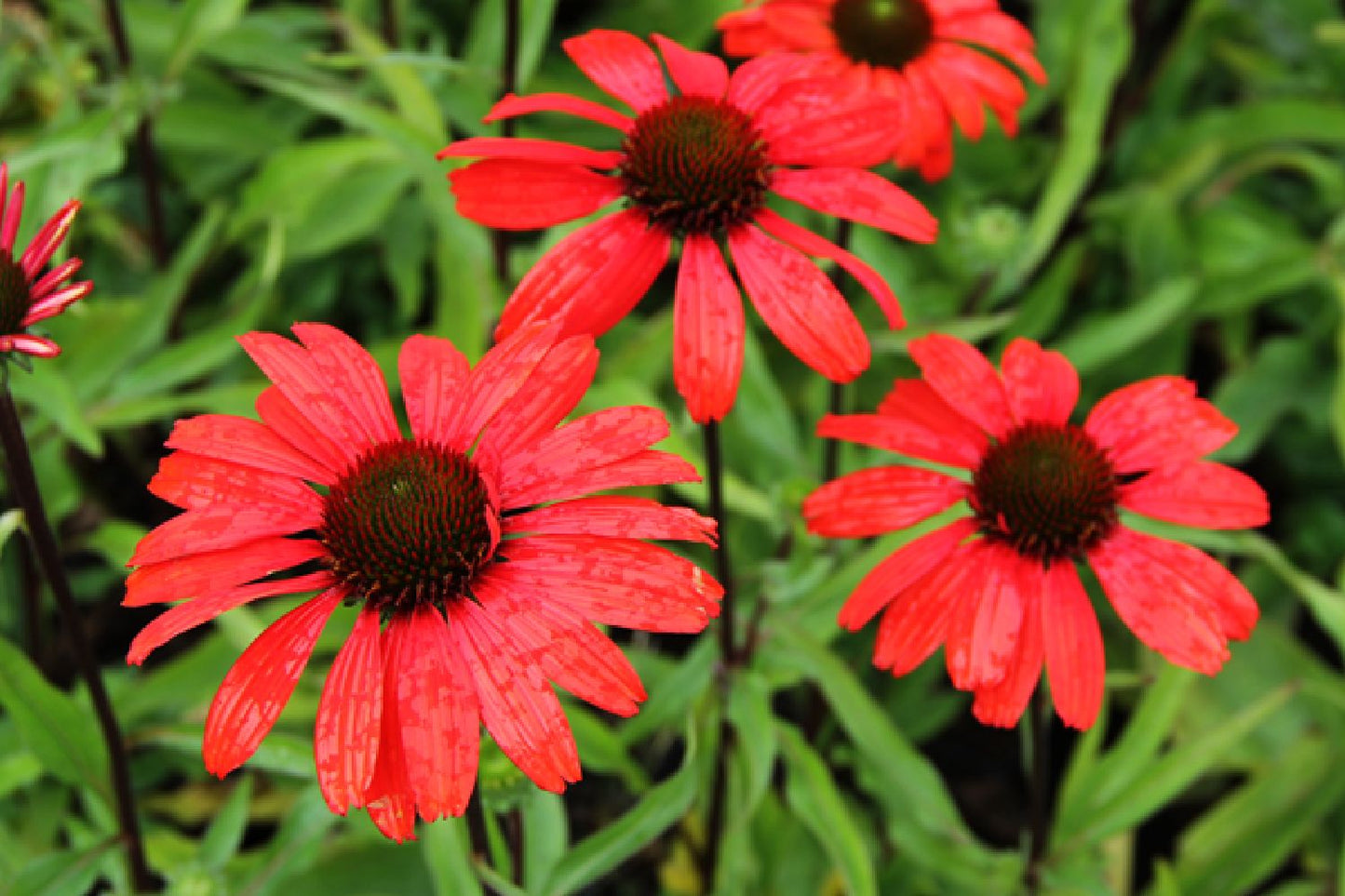 Echinacea 'Kismet® Red' (Scheinsonnenhut)